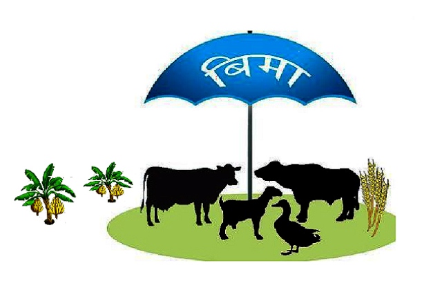 रुकुम(पश्चिम)को मुसीकोटका कृषकलाई निःशुल्क बाली र पशु बीमा