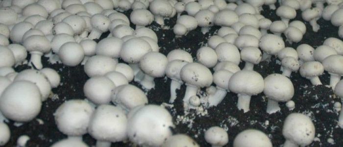 दाङमा गोब्रे च्याउको माग धेरैः बजार धान्न गाह्रै