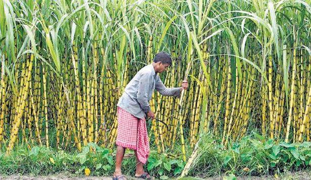 समयमा रकम भुक्तानी नदिँदा ऋणमा डुब्ने डरले उखुखेती छाड्दै किसान