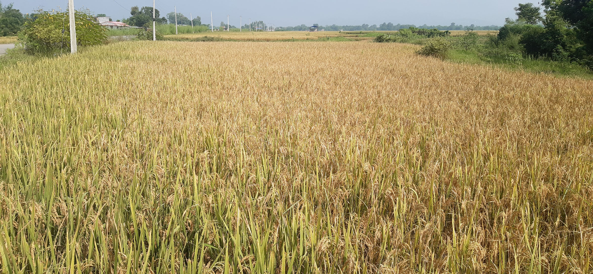 लहलाउँदो धान