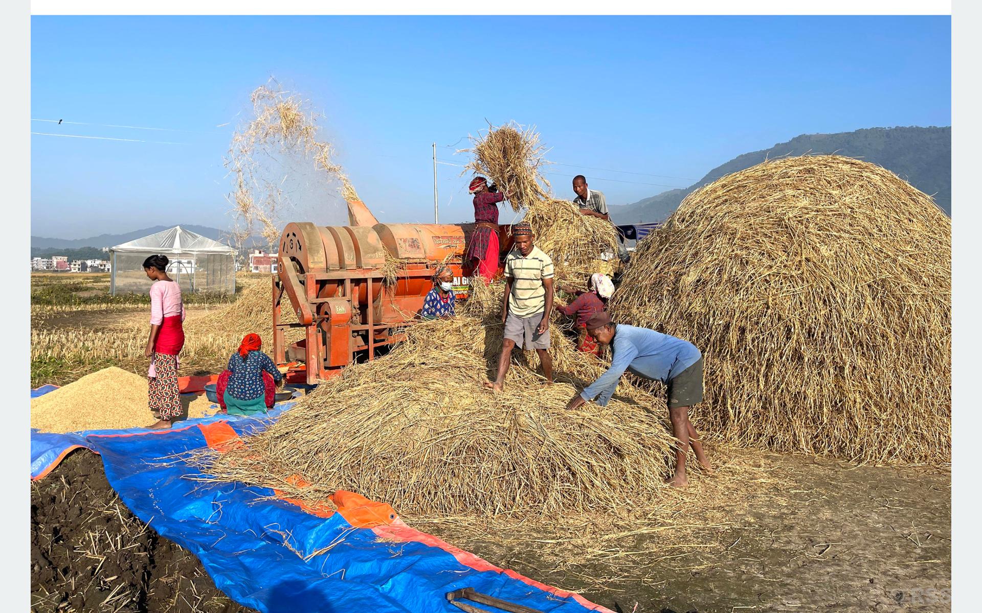 थ्रेसरको सहायताले धान झार्दै किसान