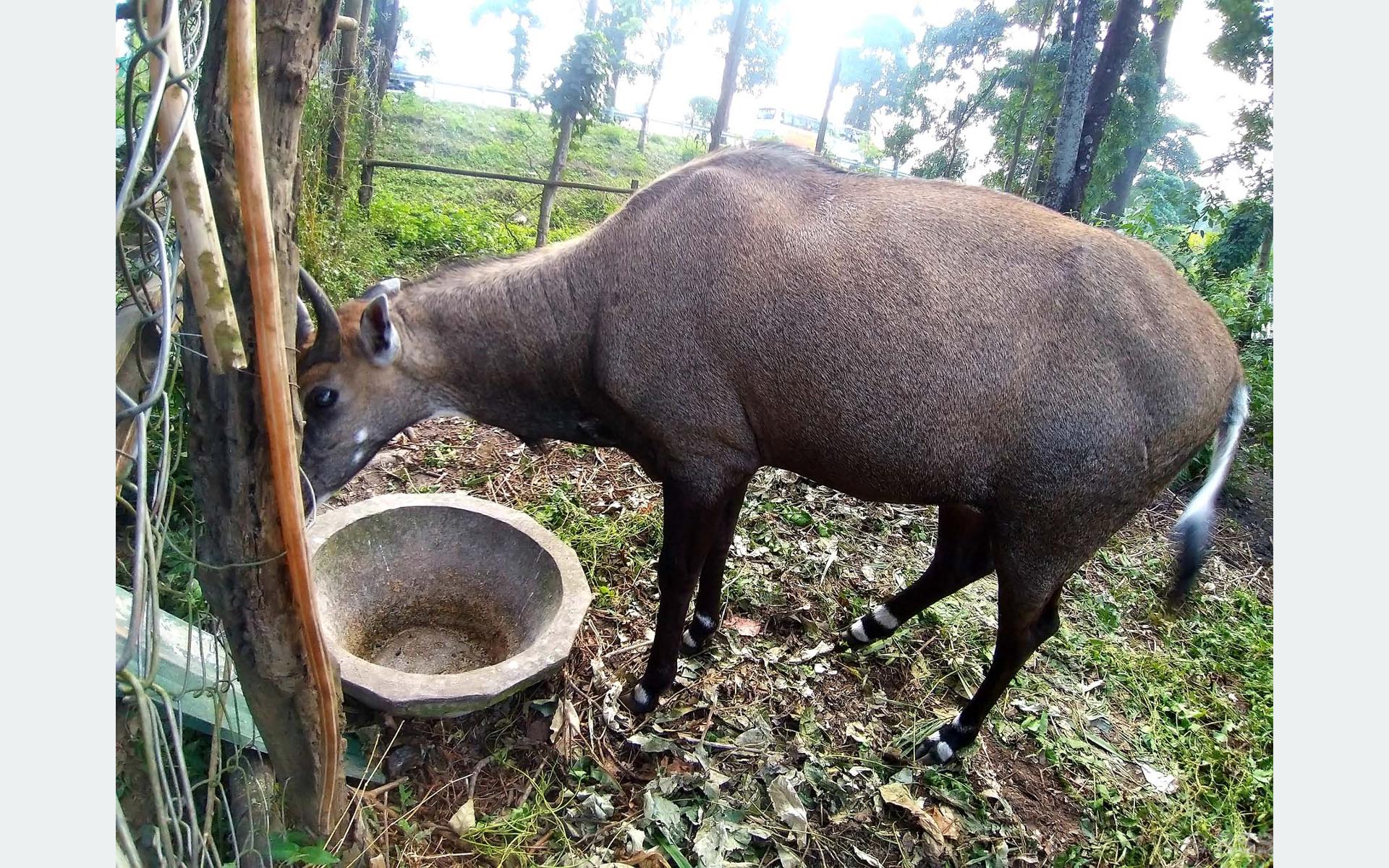 सिमसारमा संरक्षण गरी राखिएको लोपोन्मुख नीलगाई