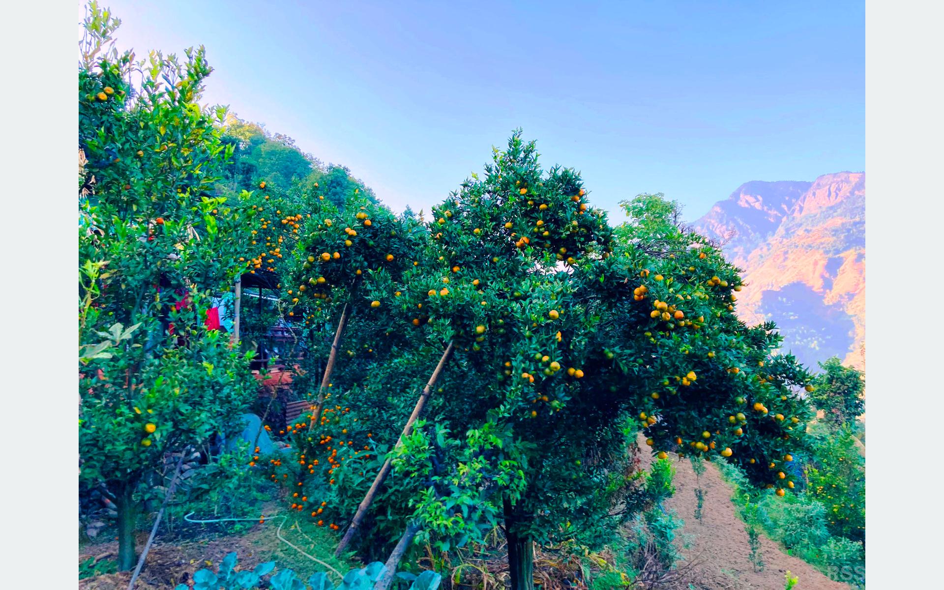 टेकोले धानेको सुन्तला