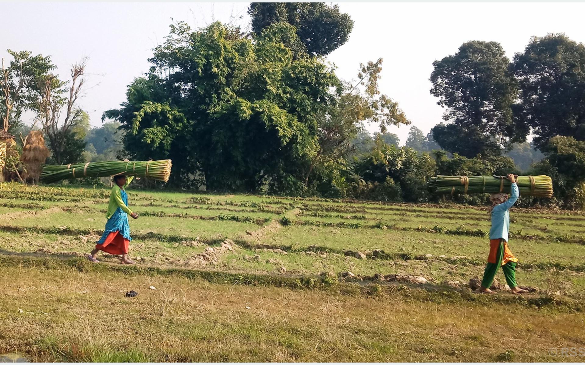 गुन्द्री बुन्न घाँस बोकेर लैजाँदै गरेका महिला