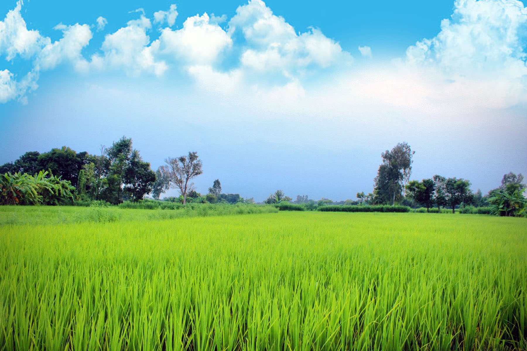 हरियाली धान खेत