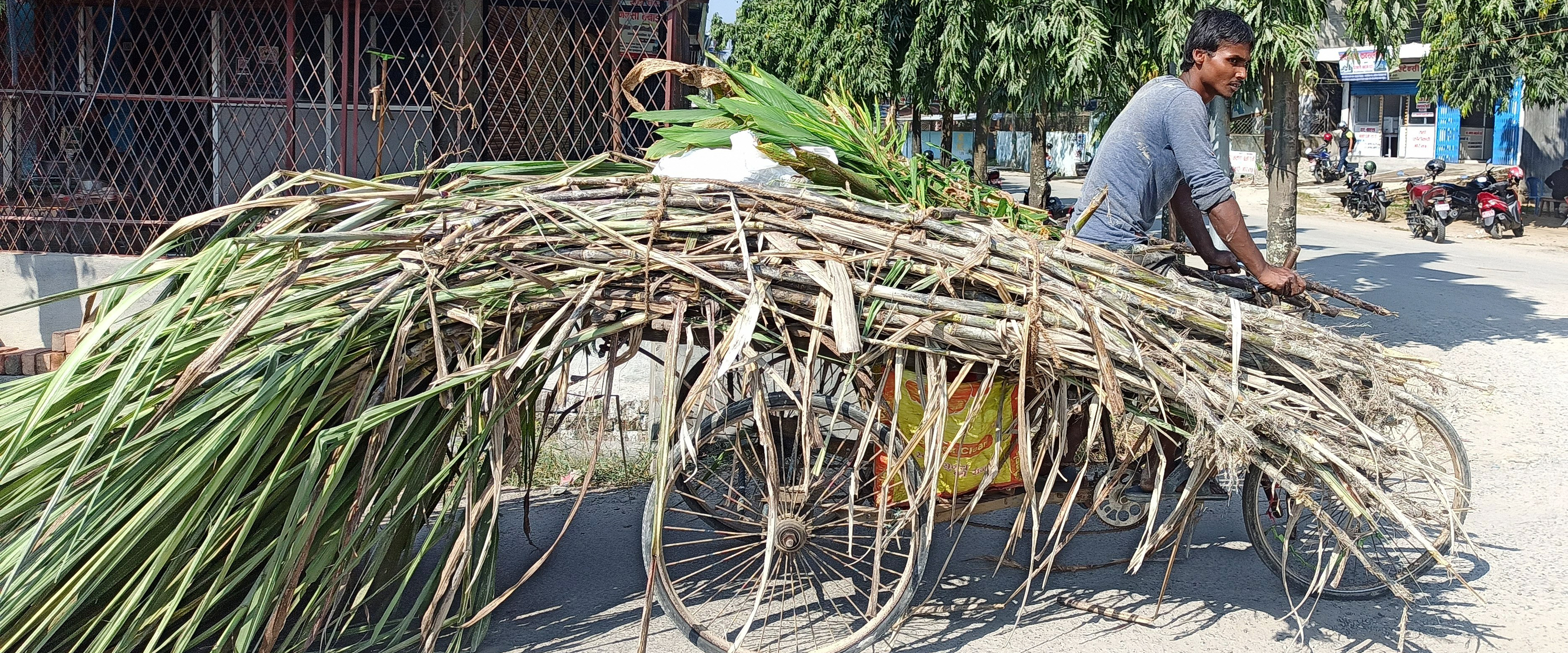 बिक्री गर्न उखु  बजार लगिँदै