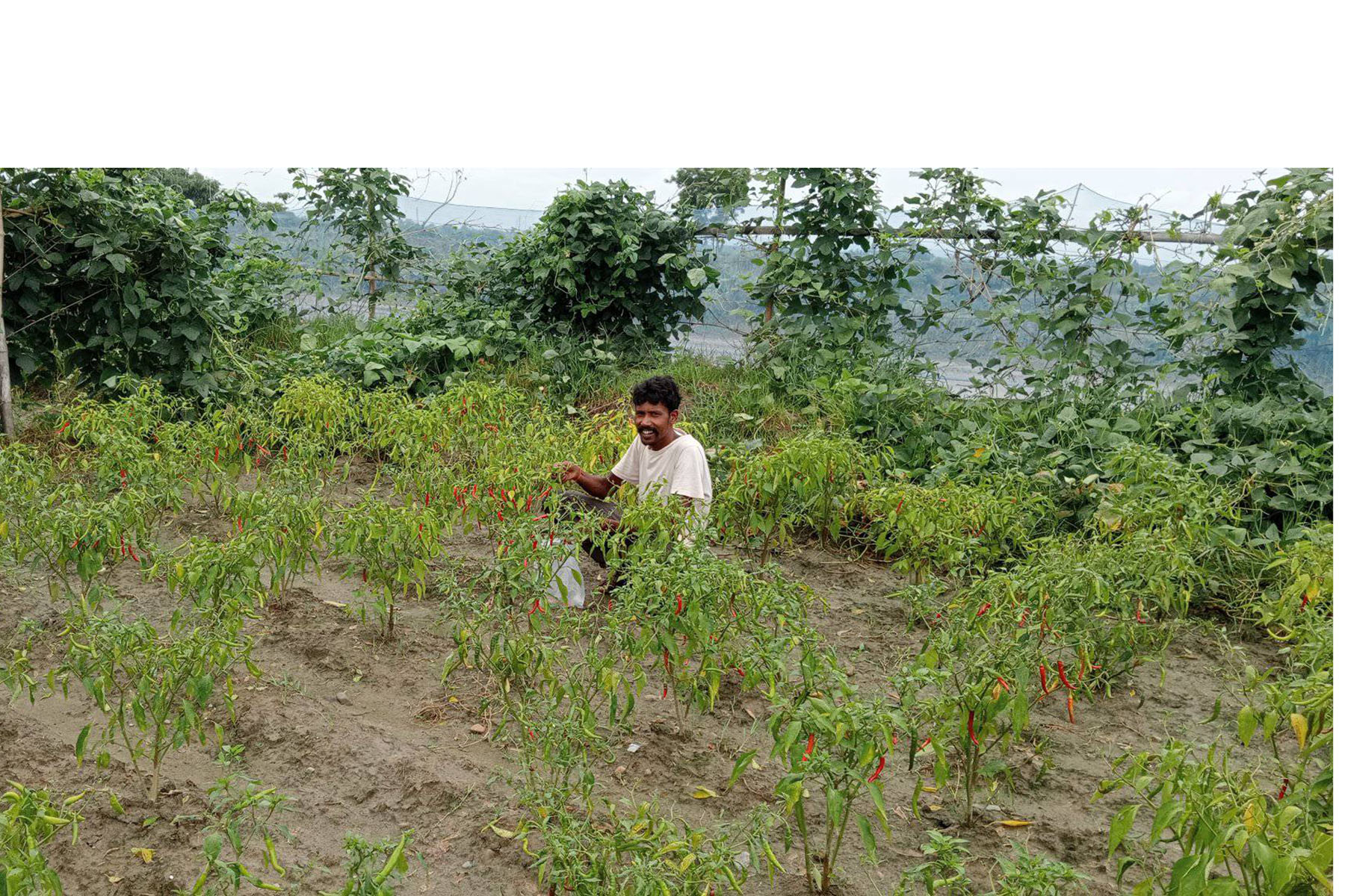 खुर्सानी टिप्दै किसान