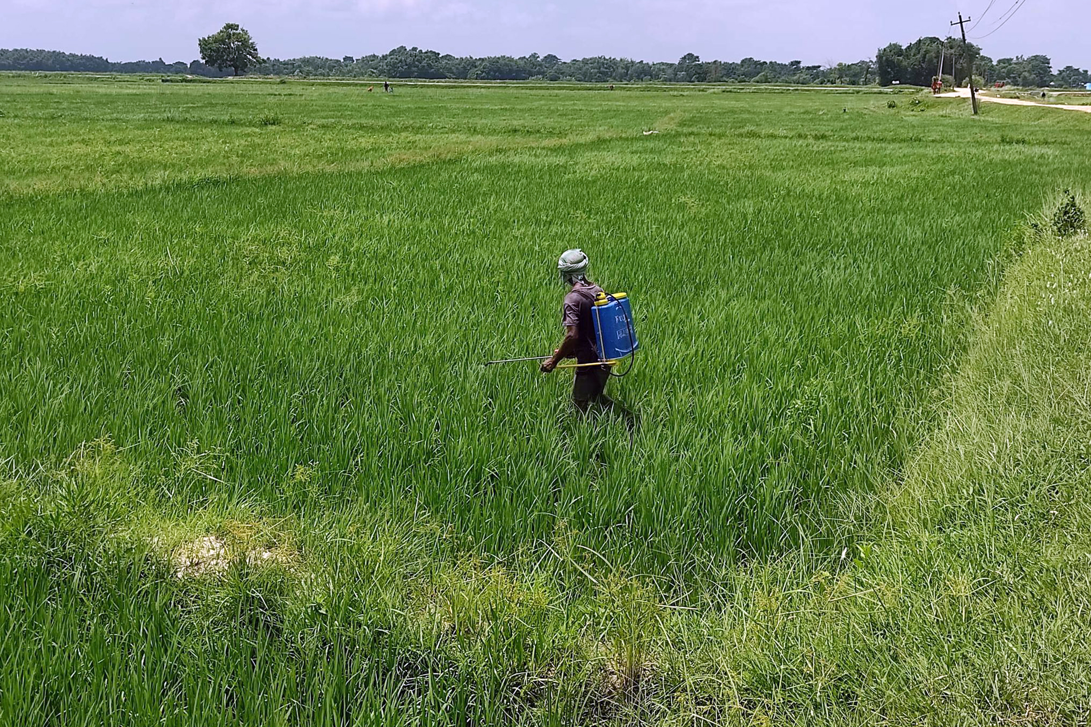 धानमा औषधि छर्किदै किसान