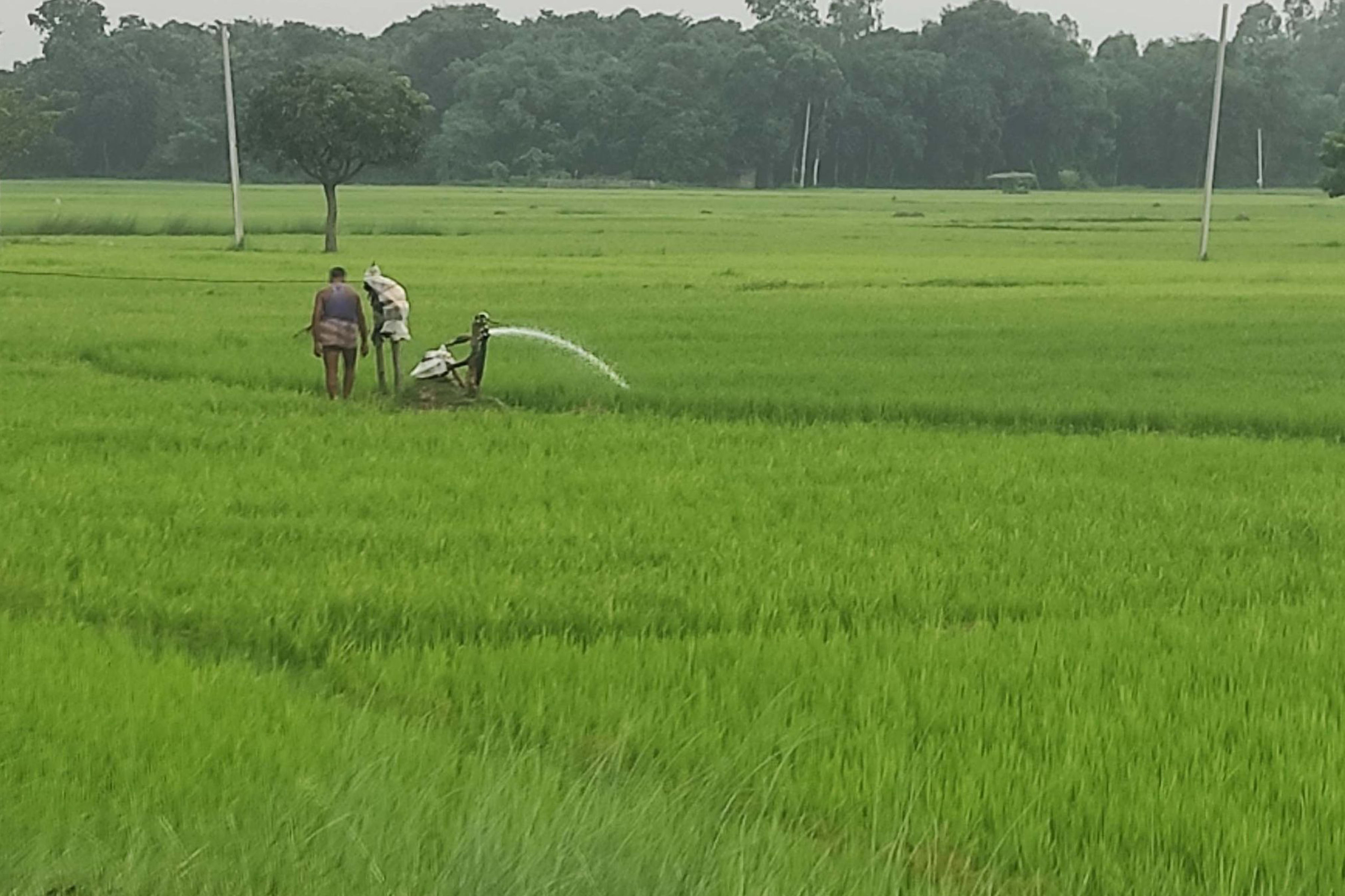 धानमा पानी  लगाउँदै किसान