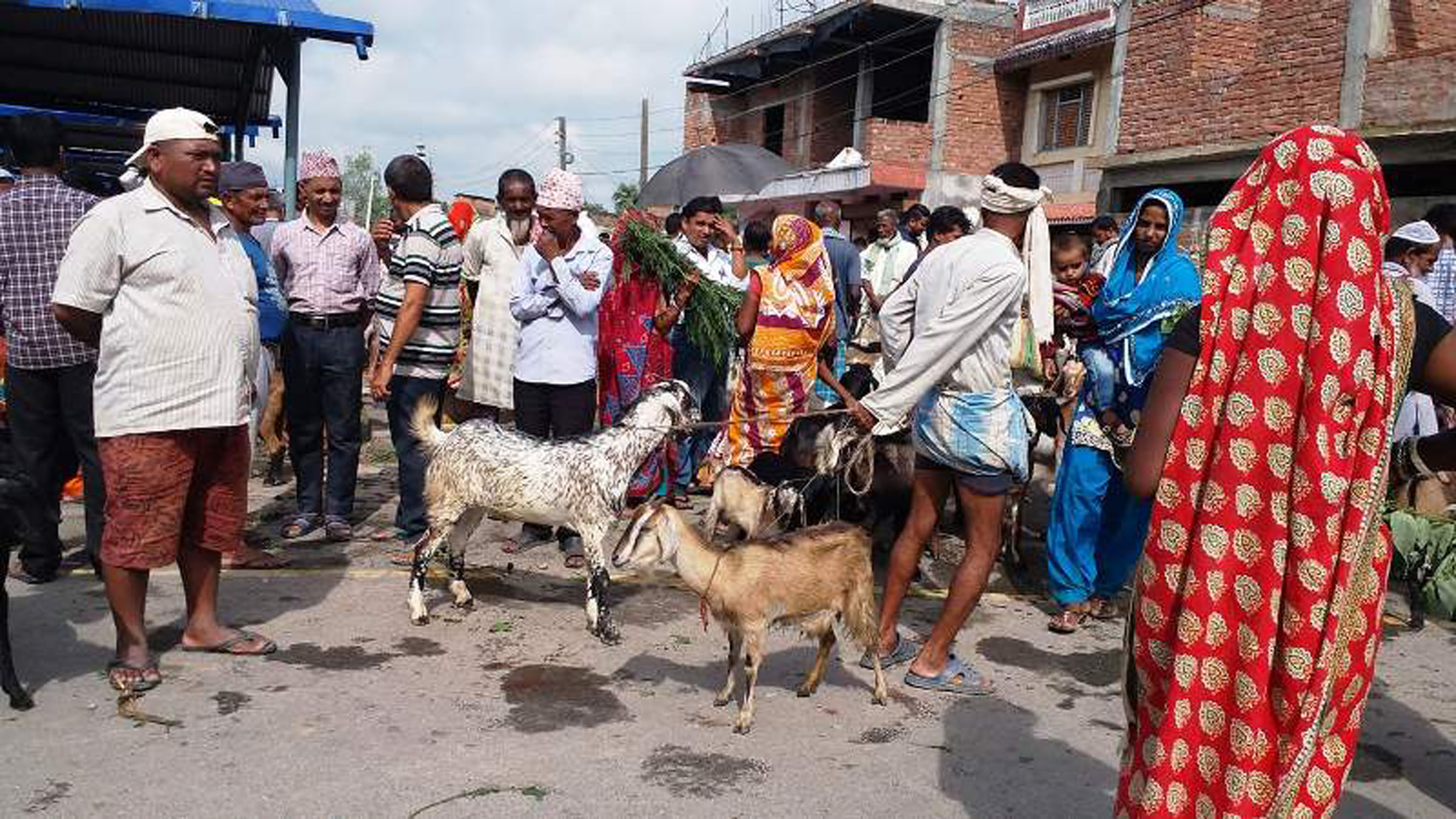 सरकारी स्वामित्वमा सञ्चालित कम्पनीले बढायो खसीको मूल्य, प्रतिकेजी कति ?