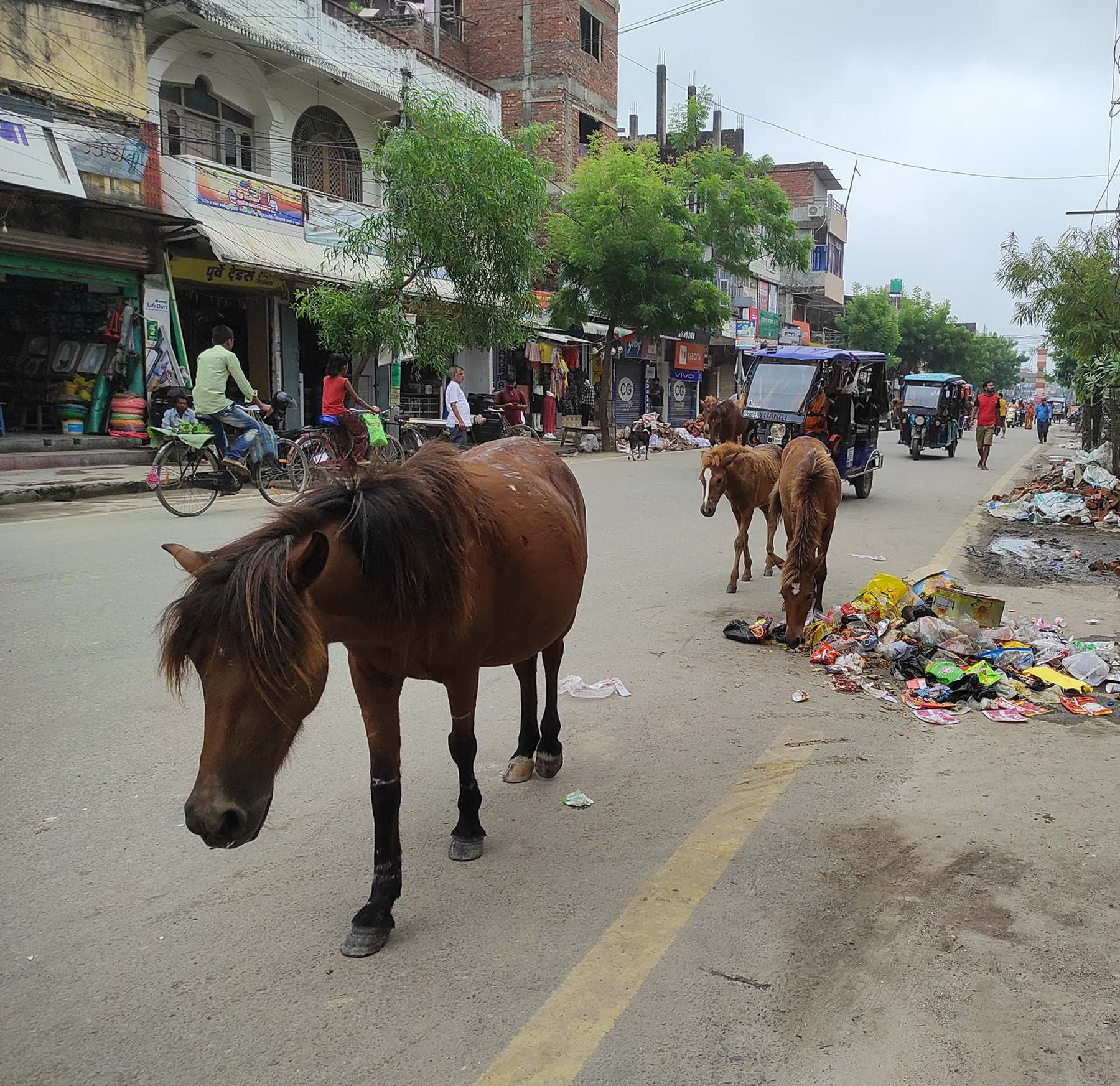 मुख्य सडकमै डुल्दै गरेको घोडा