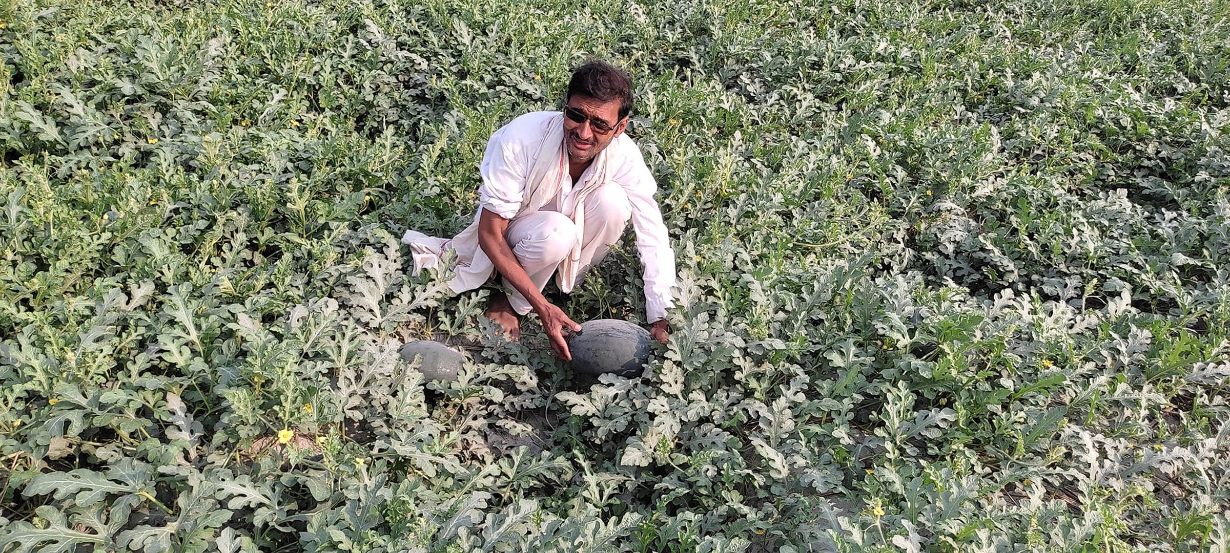 तरभुजा खेती
