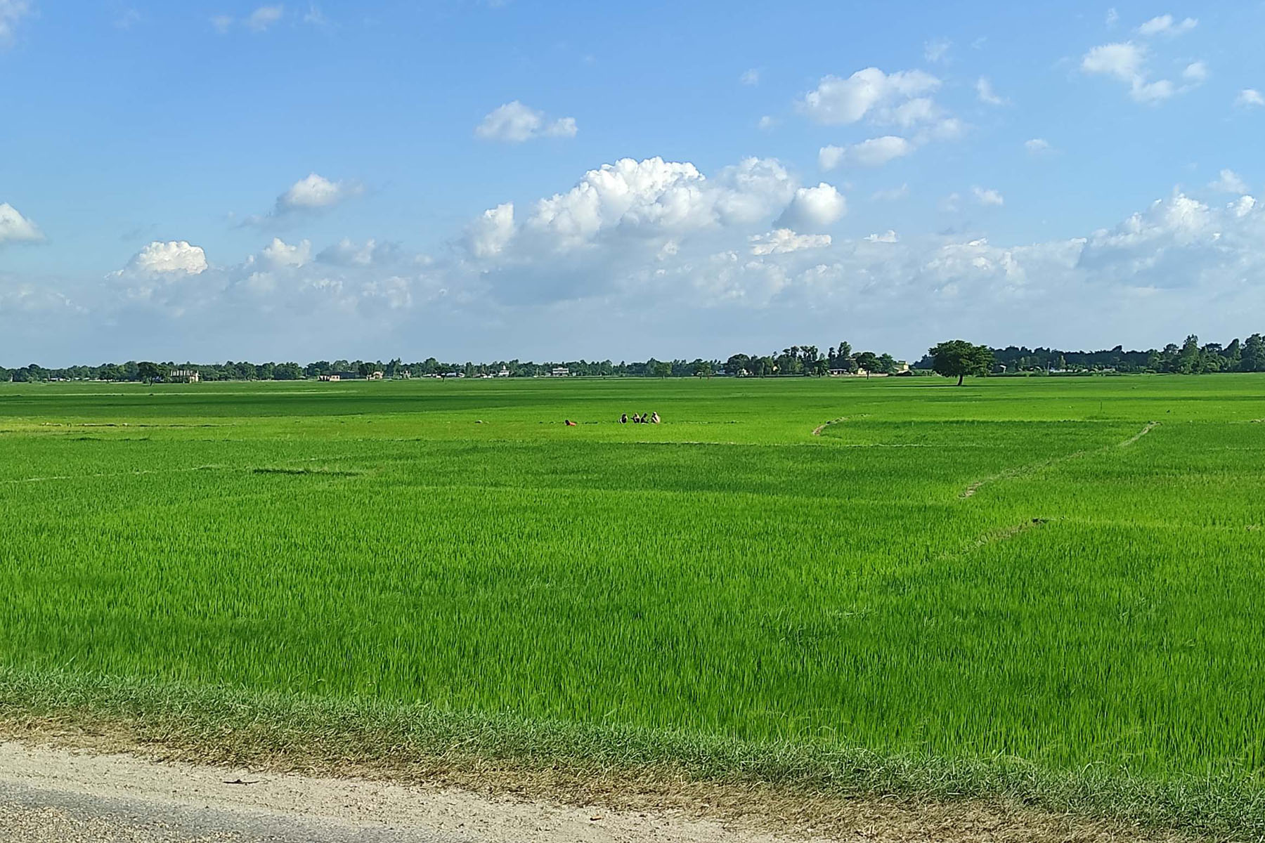 मंसापुरमा देखिएको हरियो धान