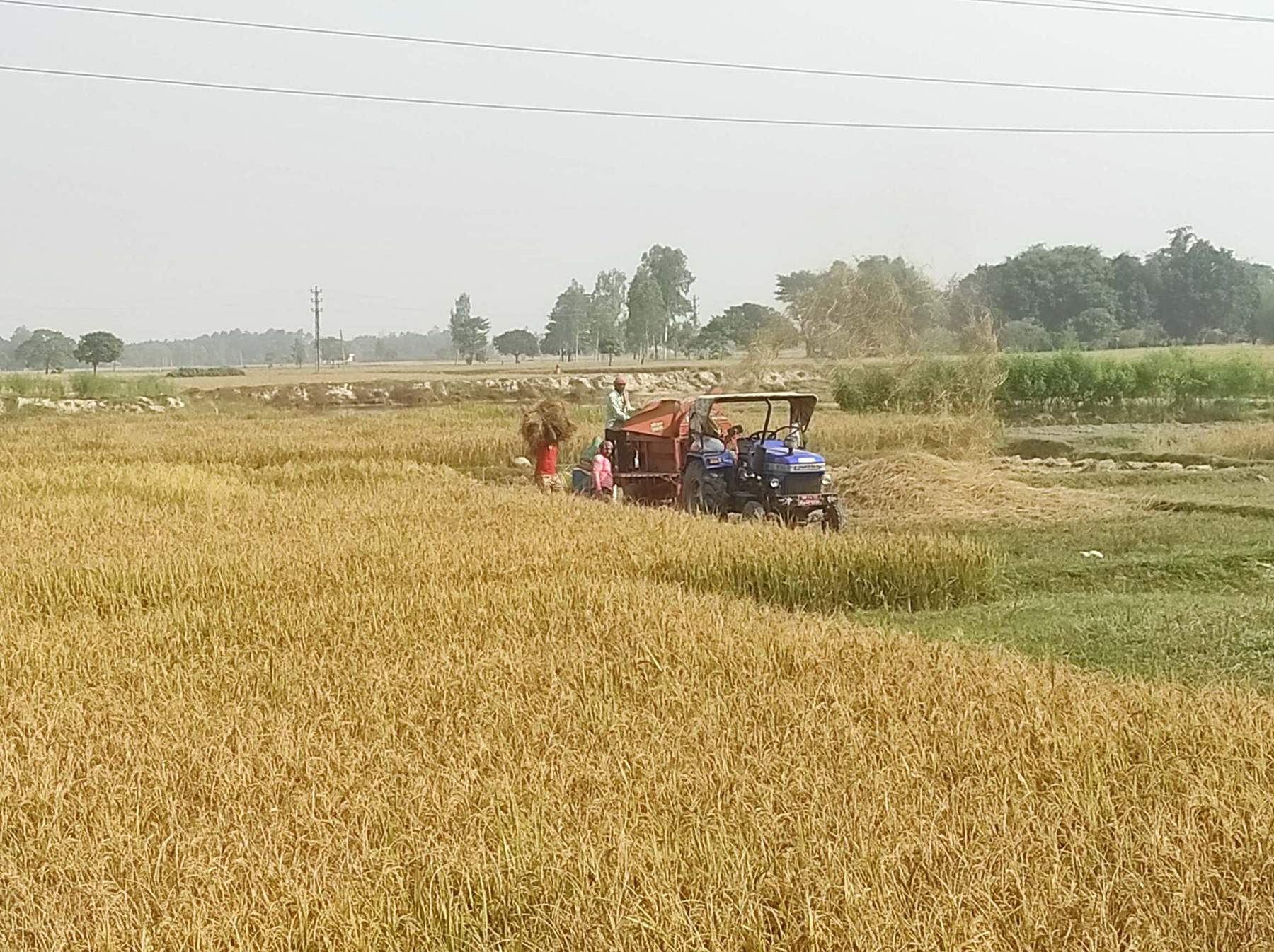 आधुनिक थ्रेसर मेसिनबाट खेतमै धान चुट्दै
