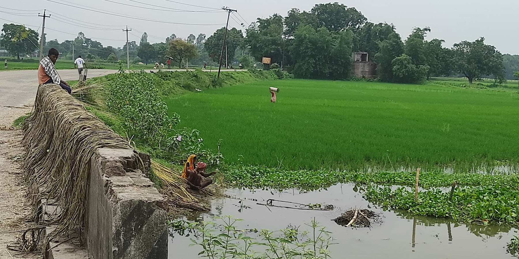 सनपाट छुट्याउँदै कृषक