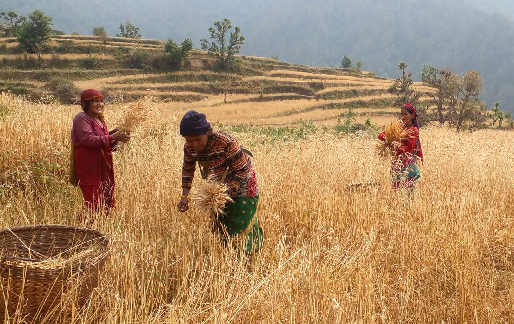 गहुँबाली स्याहार्दै किसान