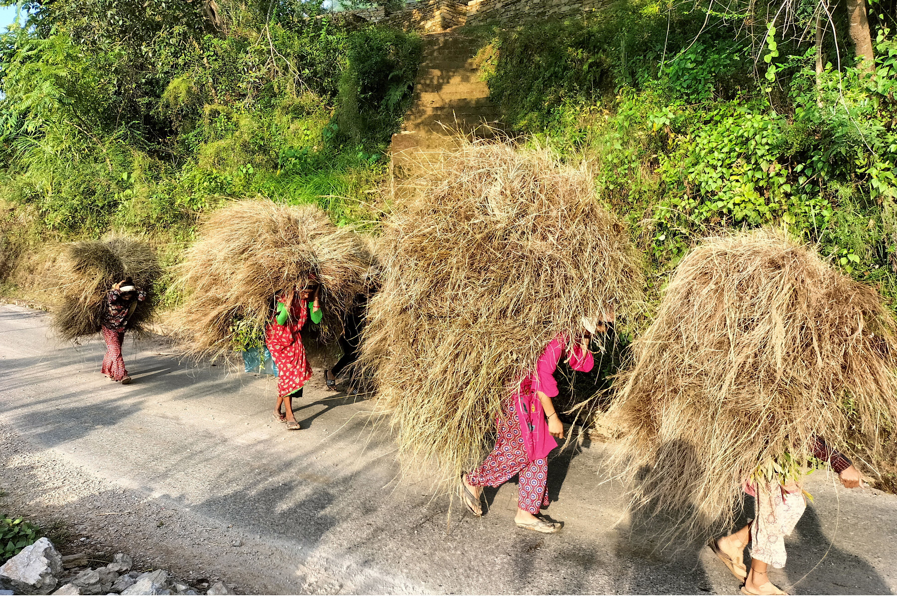 खर घरमा ल्याउँदै किसान