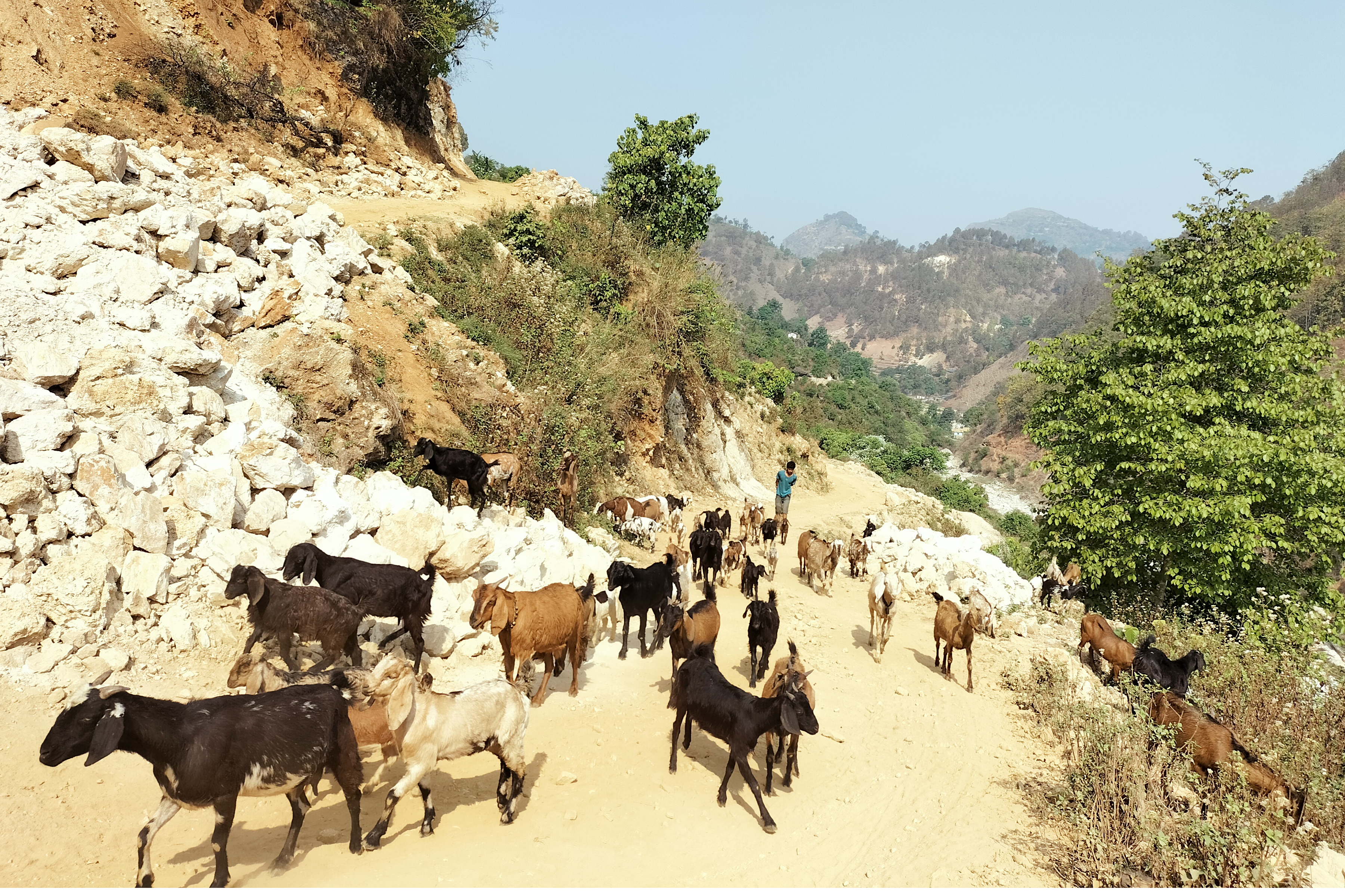 बाख्रा चराउन लगिँदै