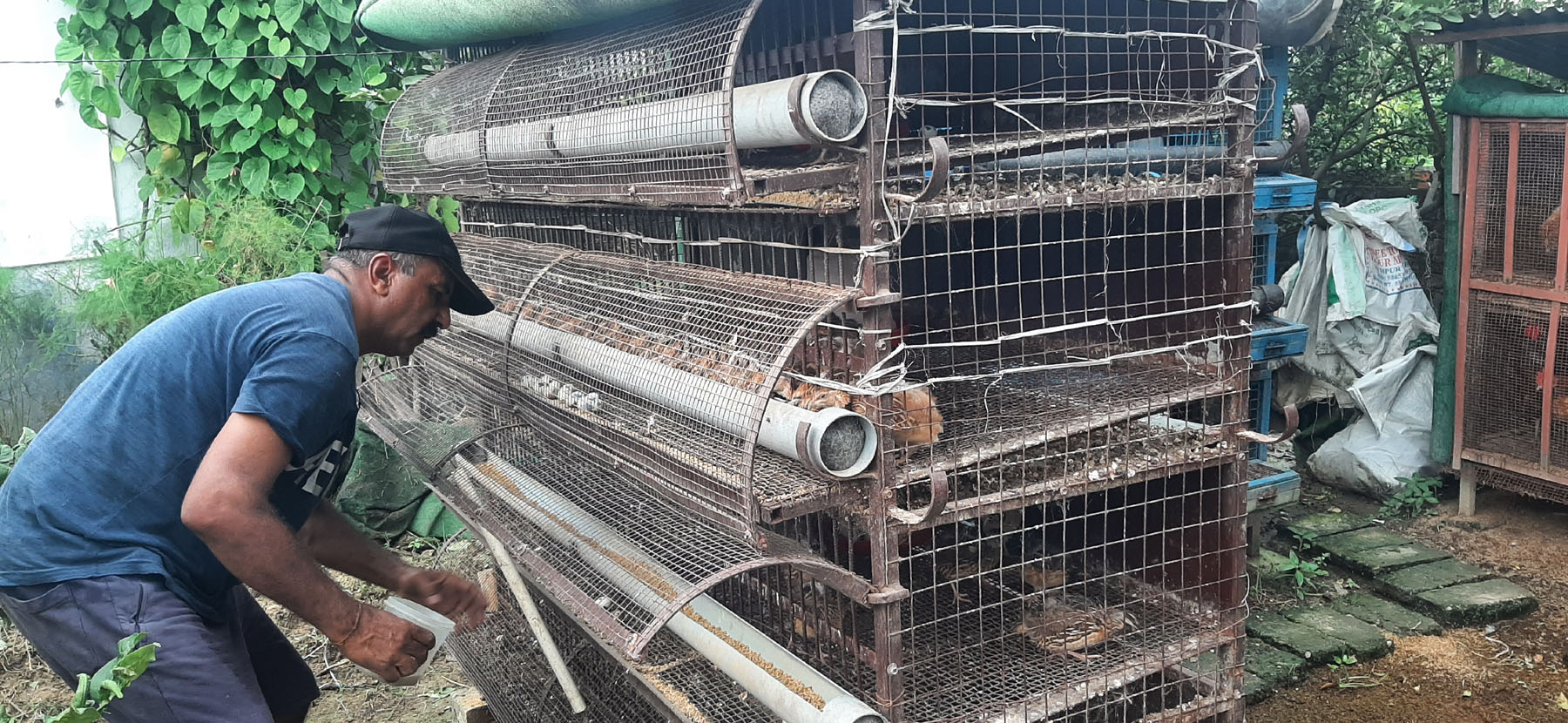 बट्टाई चराको खोर सफाइ गर्दै किसान