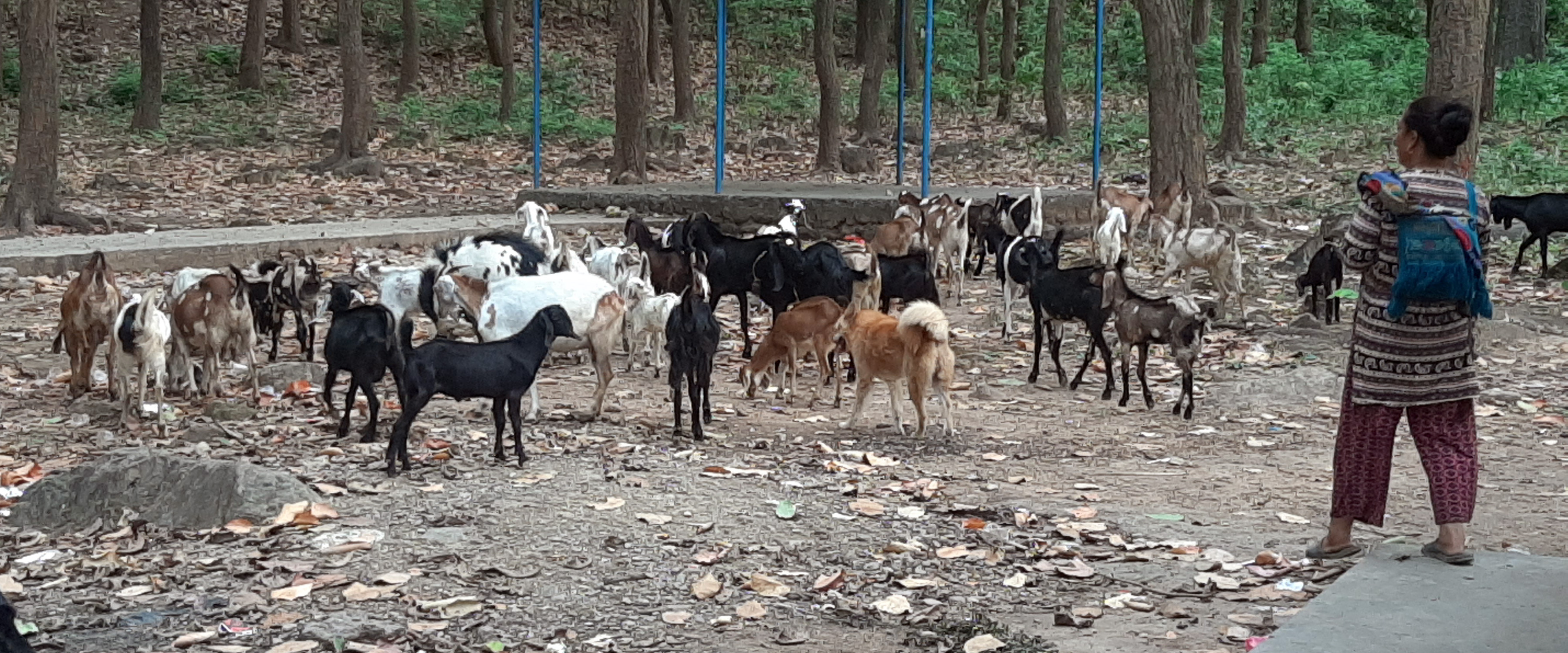 बाख्रालाई जङ्गलमा चराउन लगिँदै