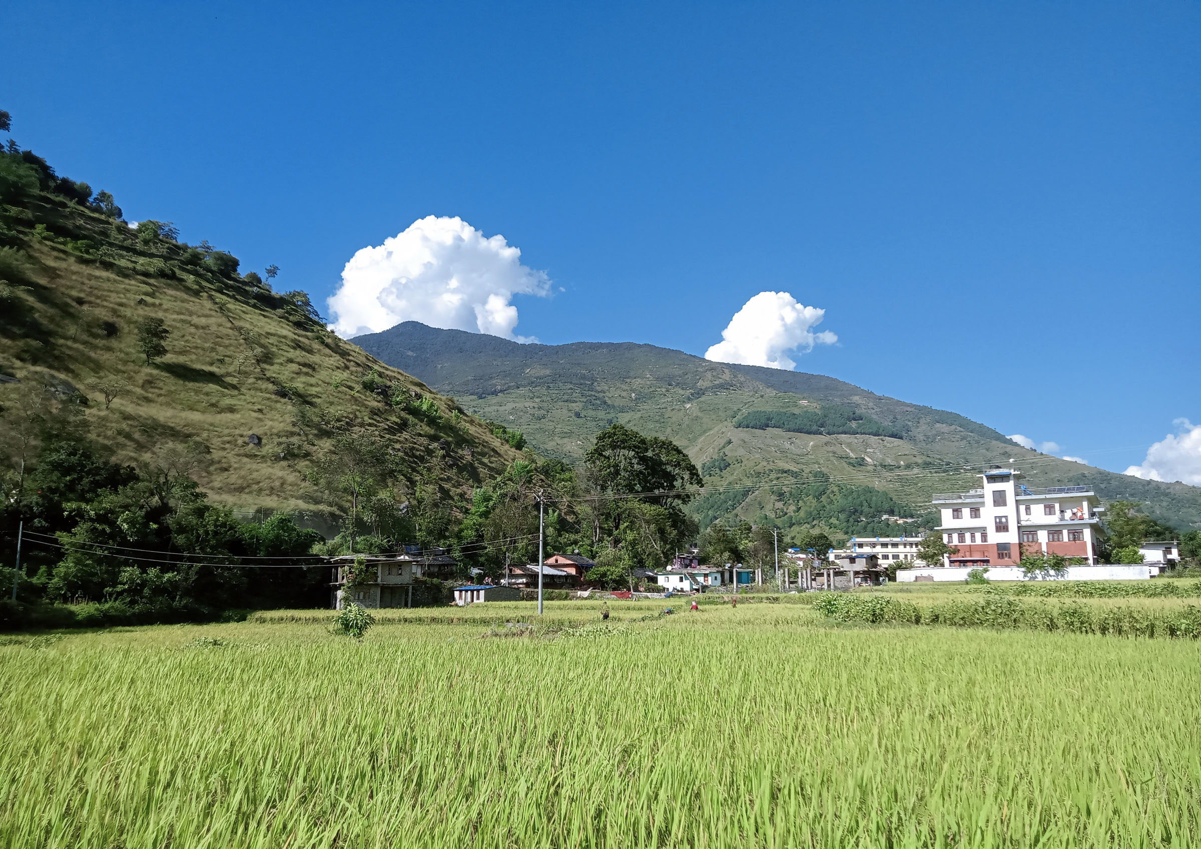 धान खेत