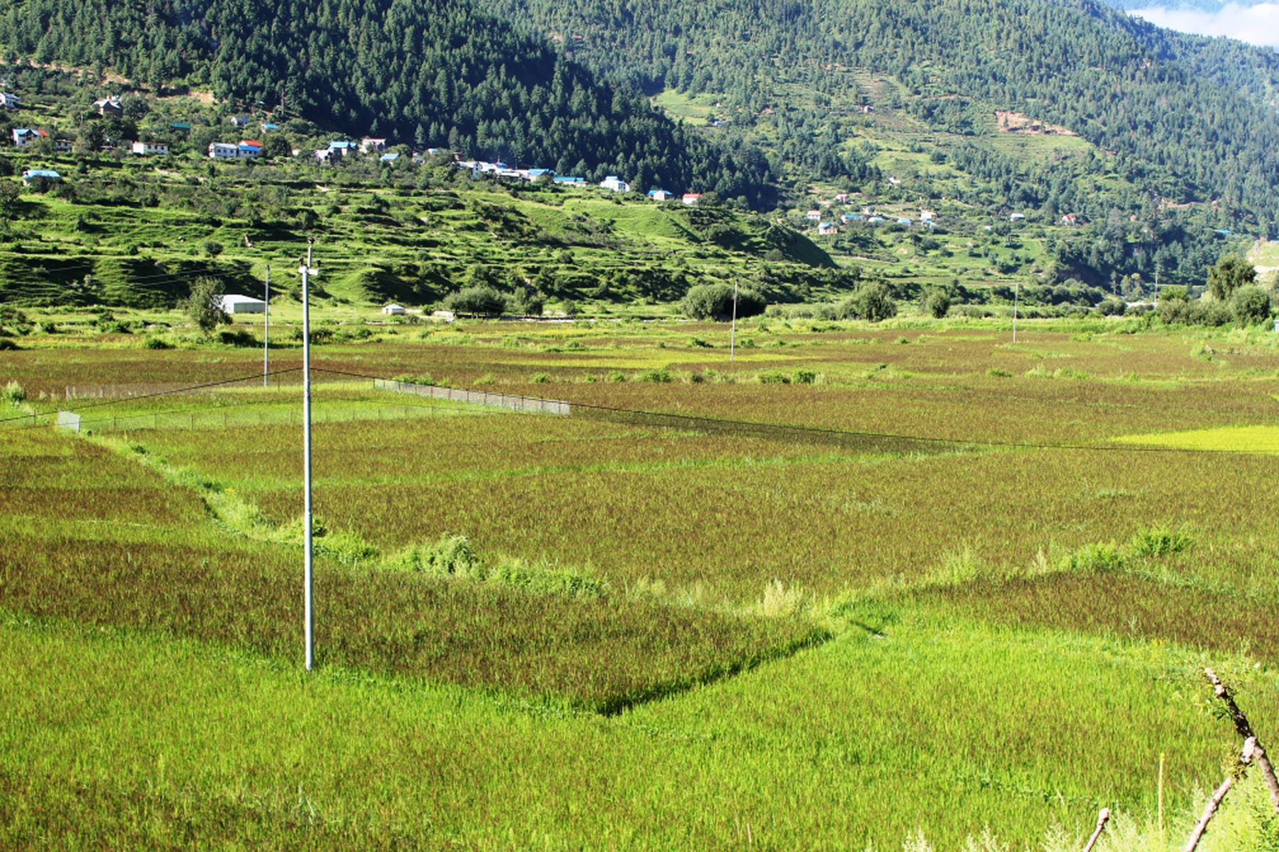 कालीमार्सी धान