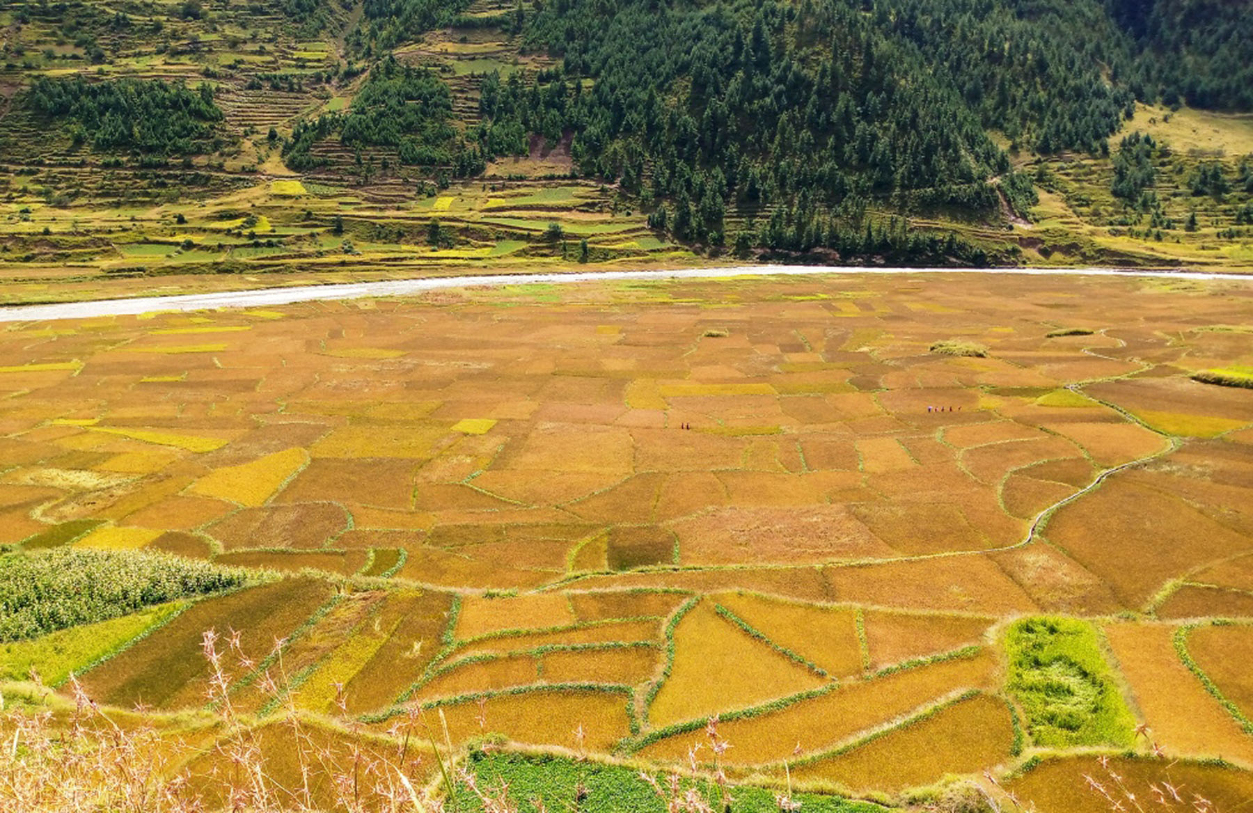 मार्सीधान