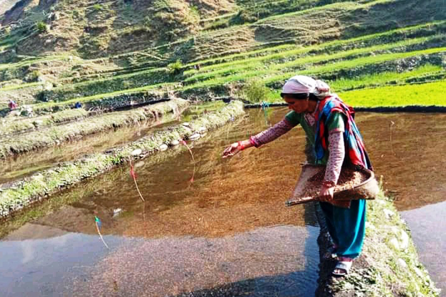 कालीमार्सी धानको बीउ राख्दै किसान
