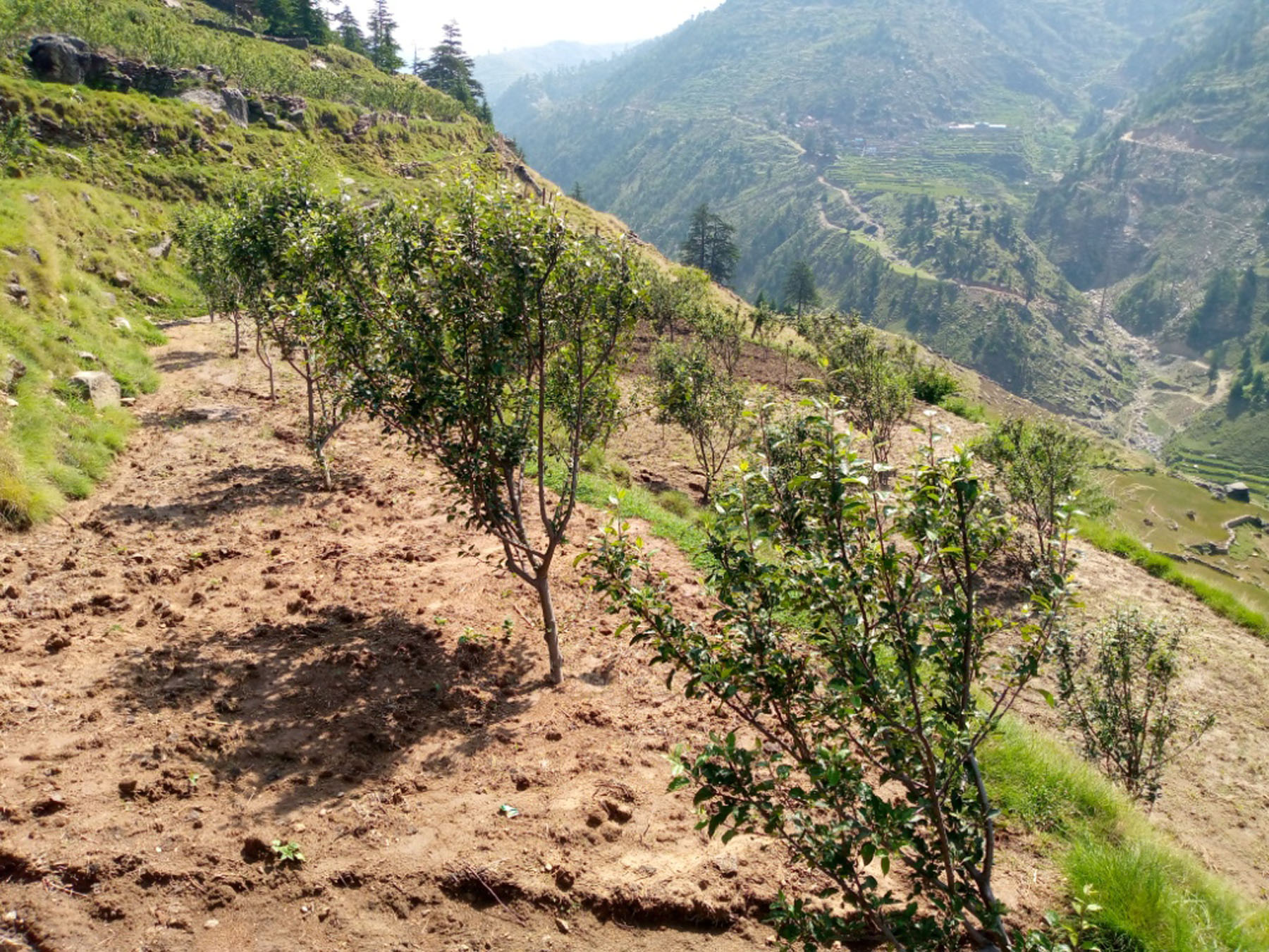 स्याउको विरुवा