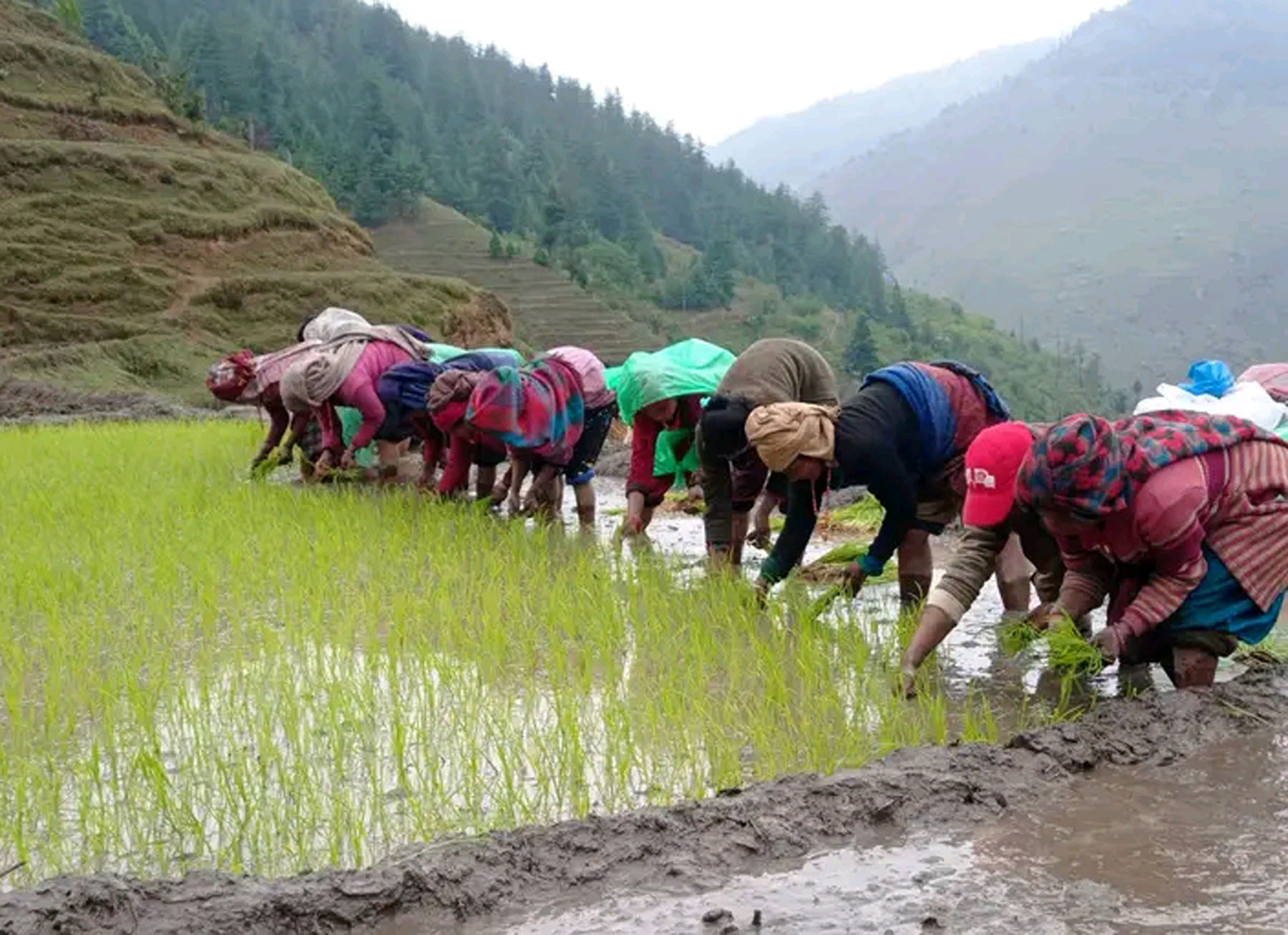मार्सीधान रोप्दै किसान