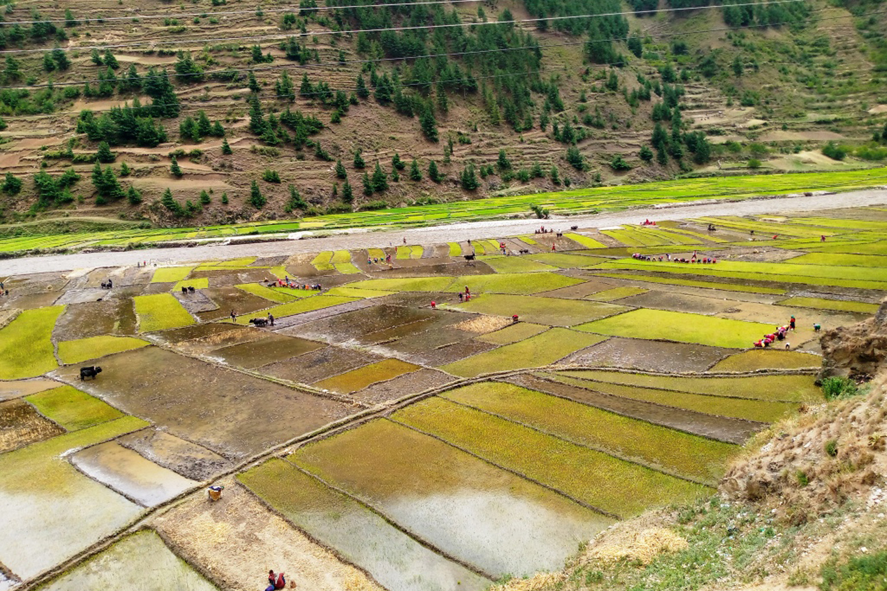 कालीमार्सी धान रोप्दै
