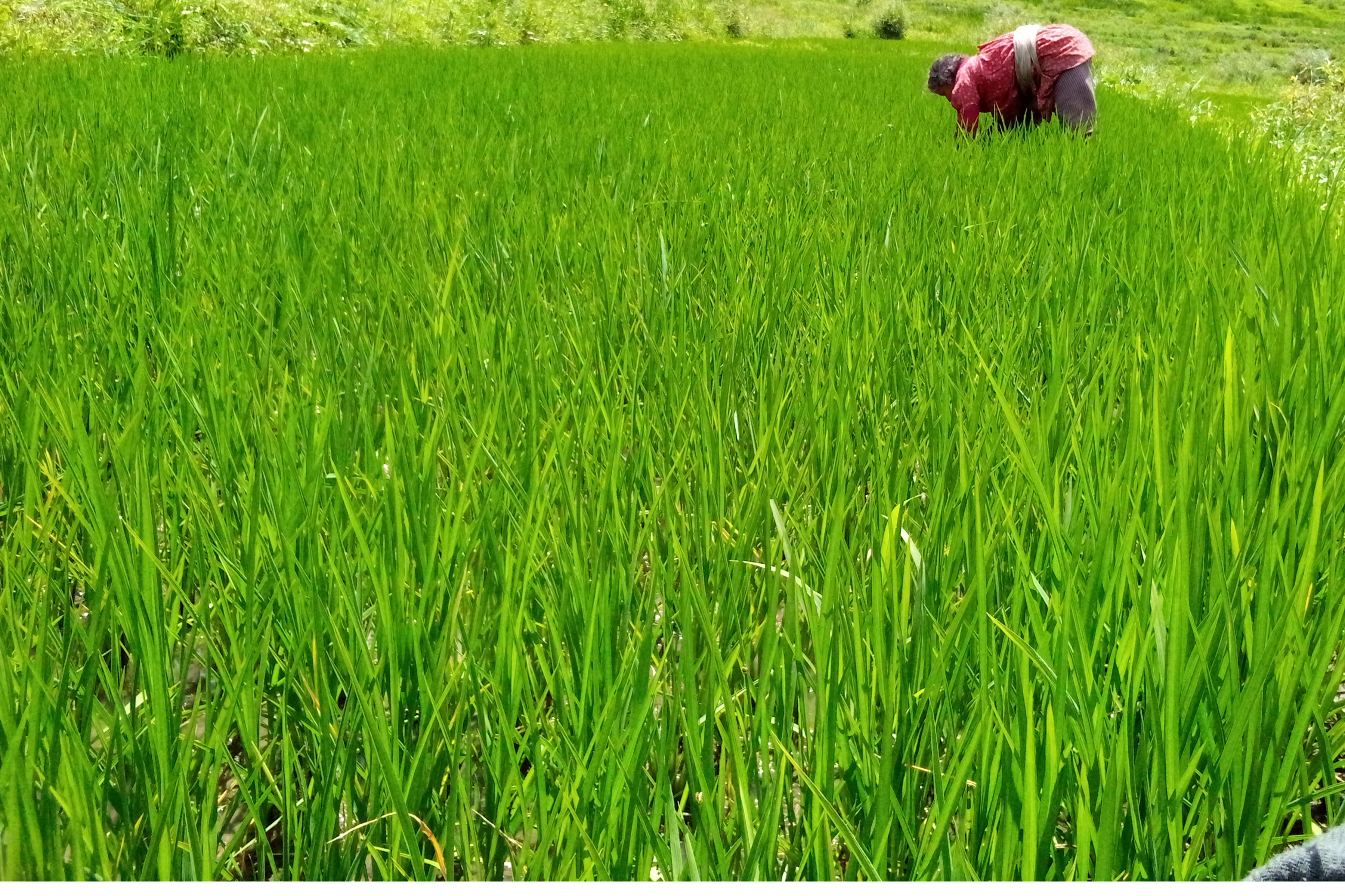 मार्सी धान गोड्दै किसान