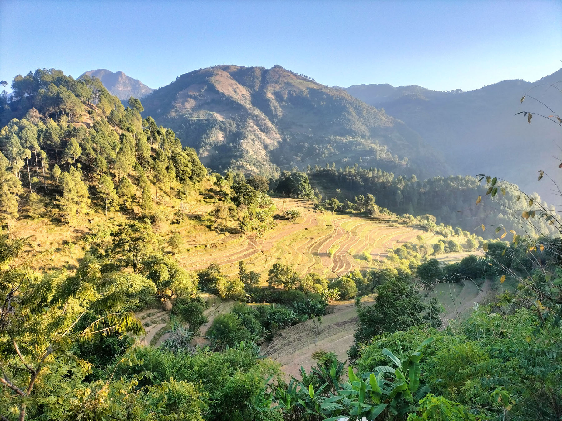 गहुँ छरेपछि