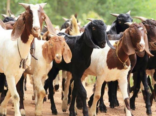 बाख्रापालनबाट एउटै गाउँमा वार्षिक ९० लाख आम्दानी