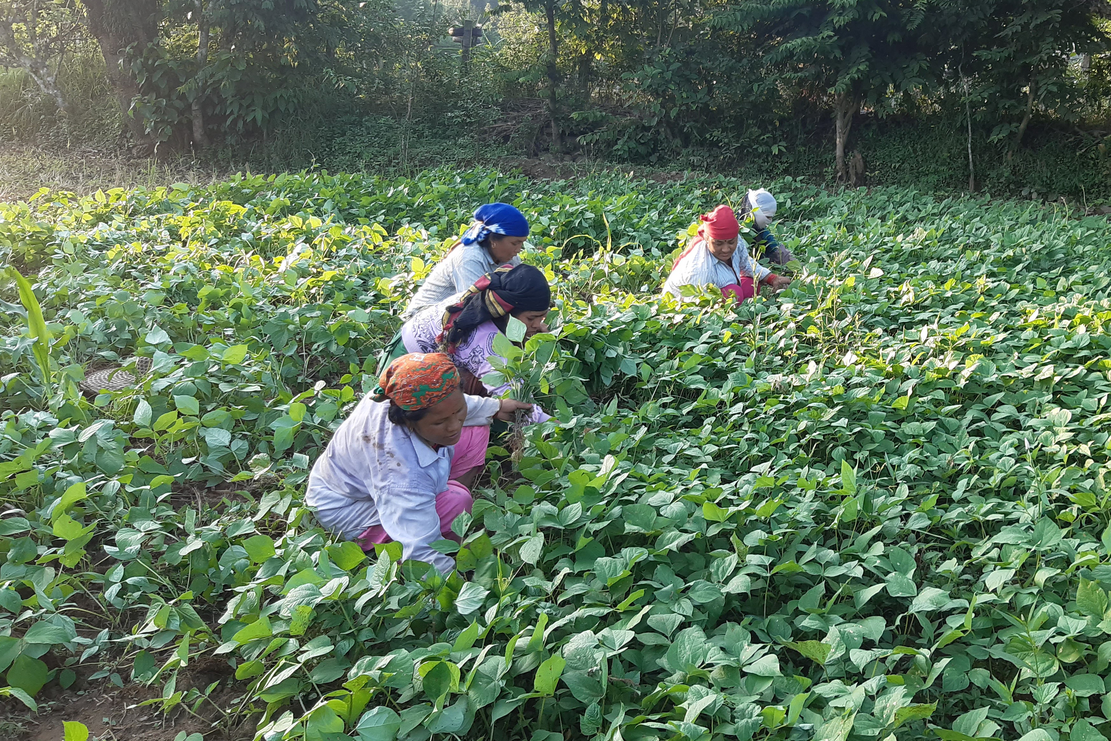 मास गोड्दै स्थानीय कृषक