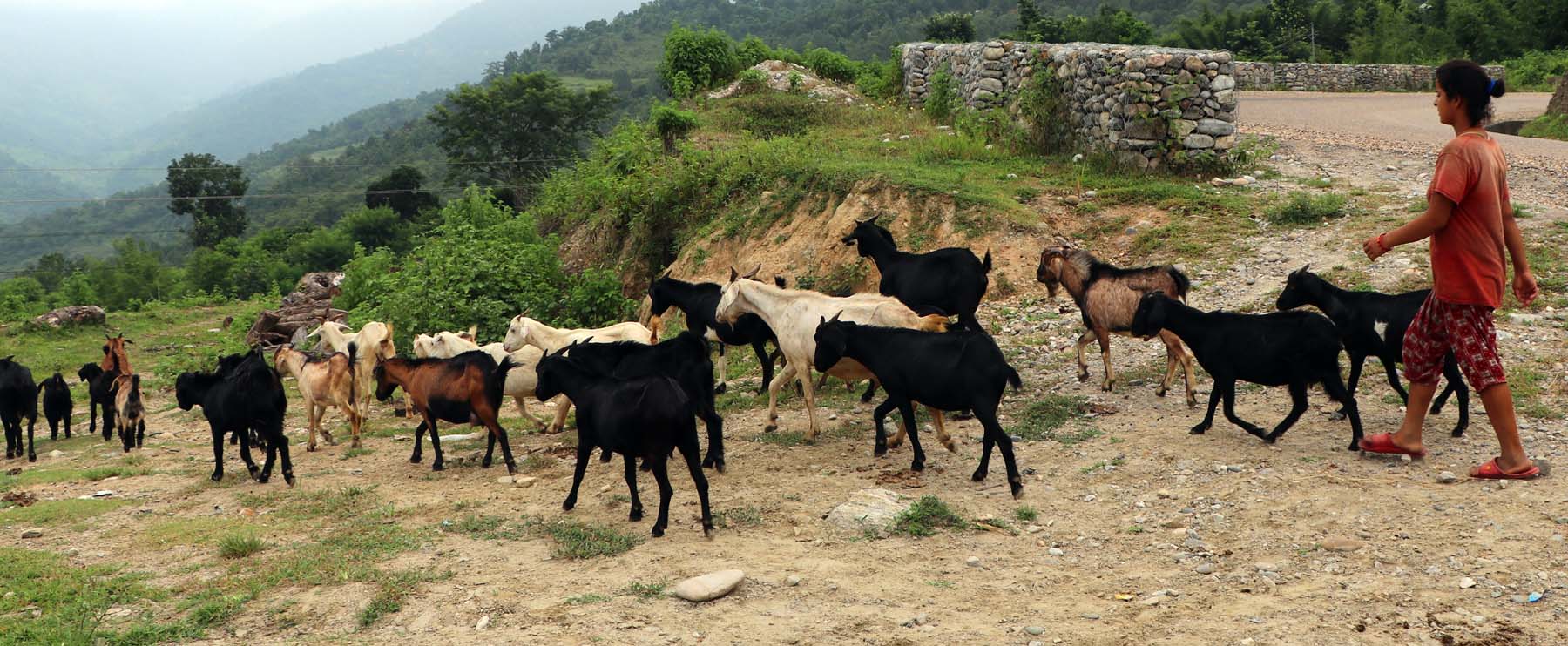 बाख्रापालन मुख्य आम्दानीको स्रोत....