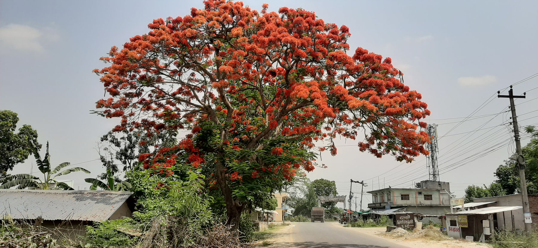 फुलको सिजन