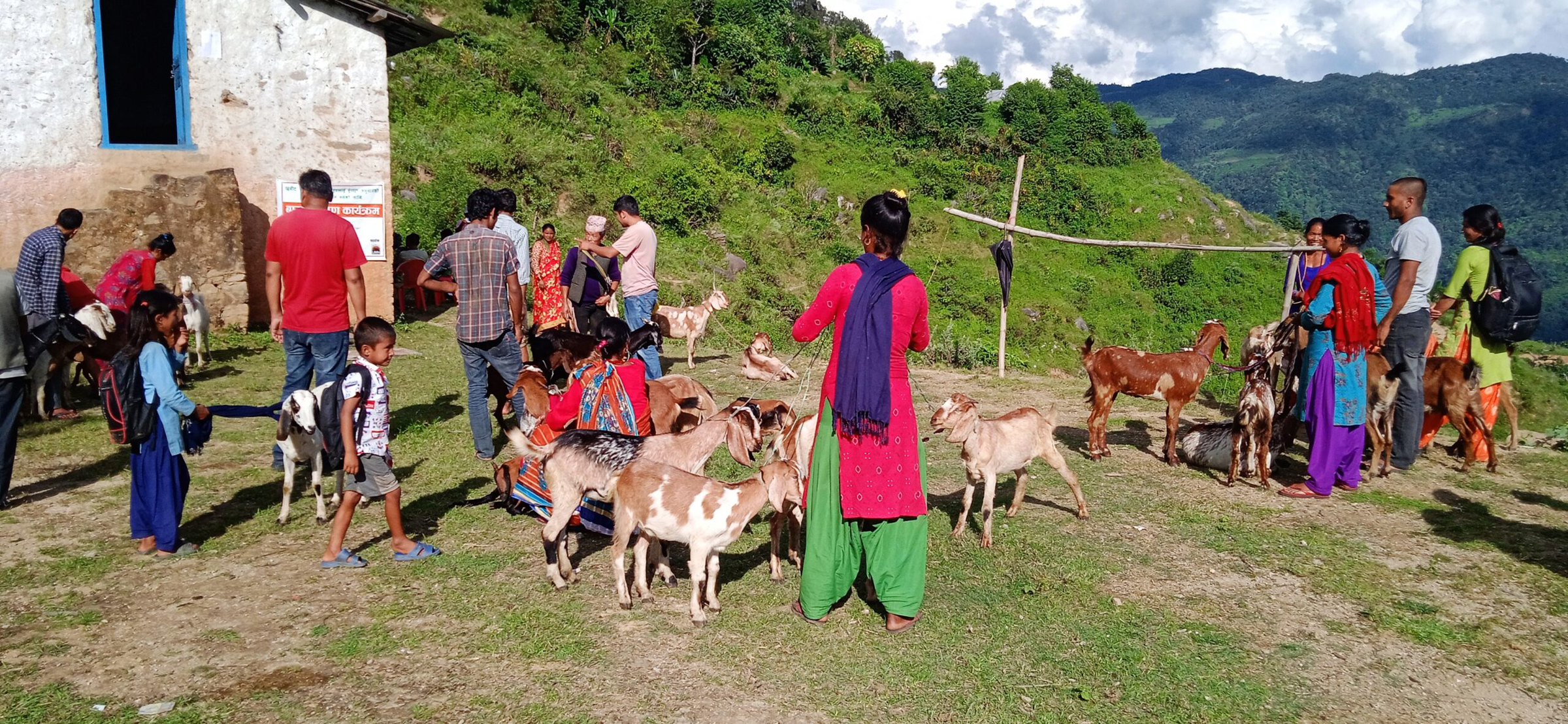 उन्नत जातका बाख्रा वितरण