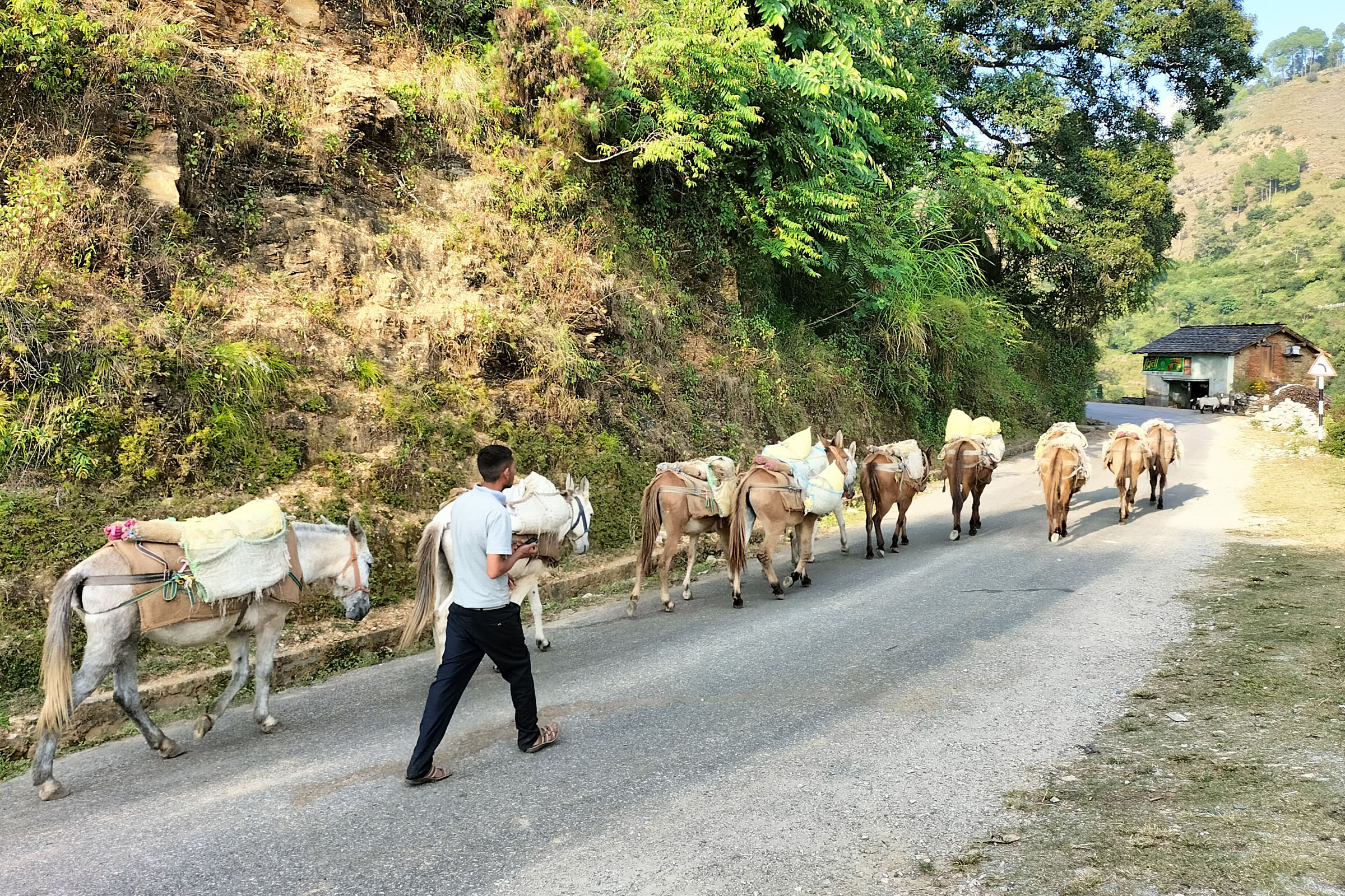 खच्चरमार्फत खाद्यान्न ढुवानी