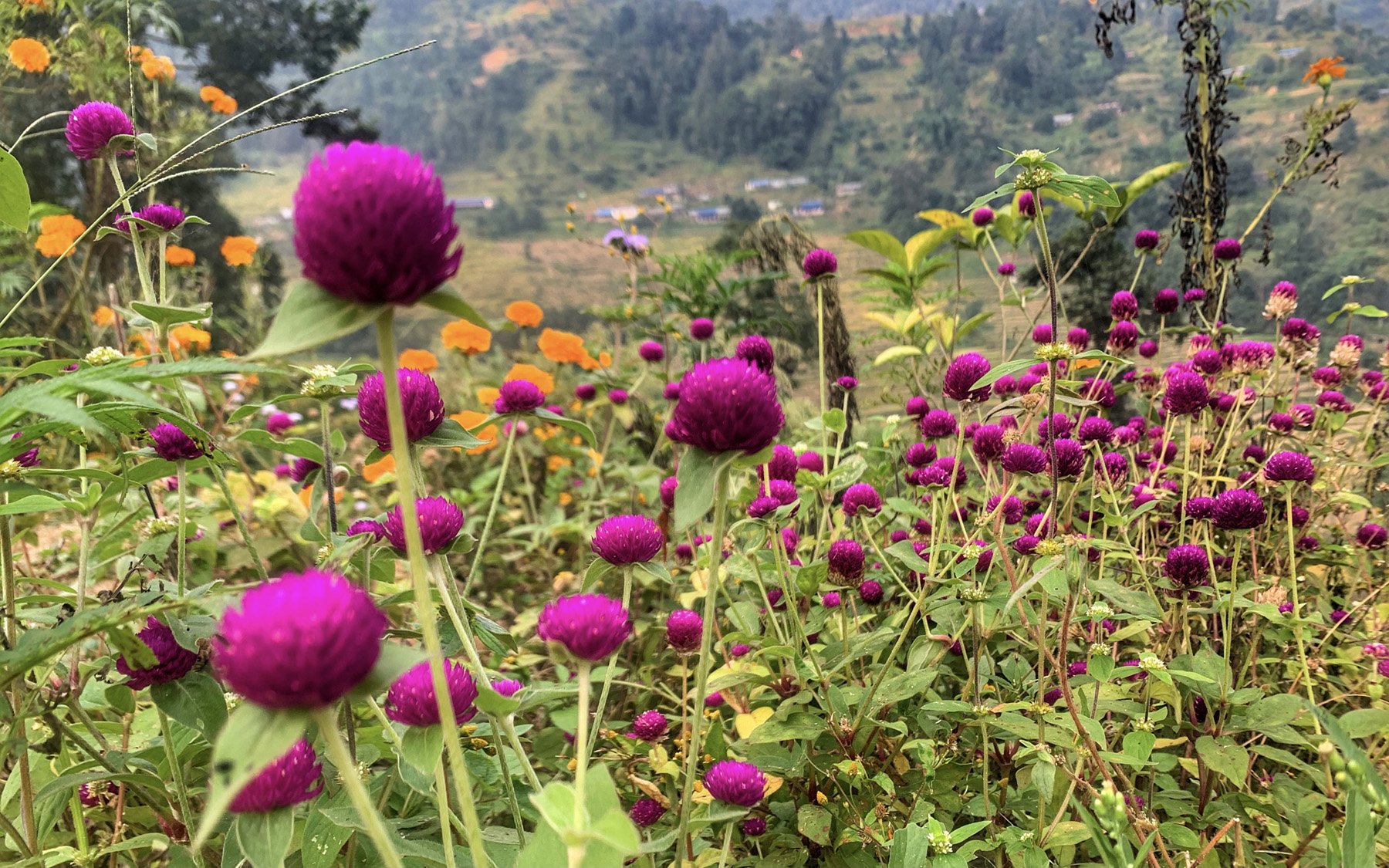 यस वर्षको तिहारका लागि दुई लाखवटा मखमली फूलको माला निर्यात हुने