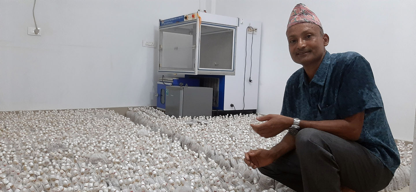 च्याउको विउ उत्पादन गर्दै
