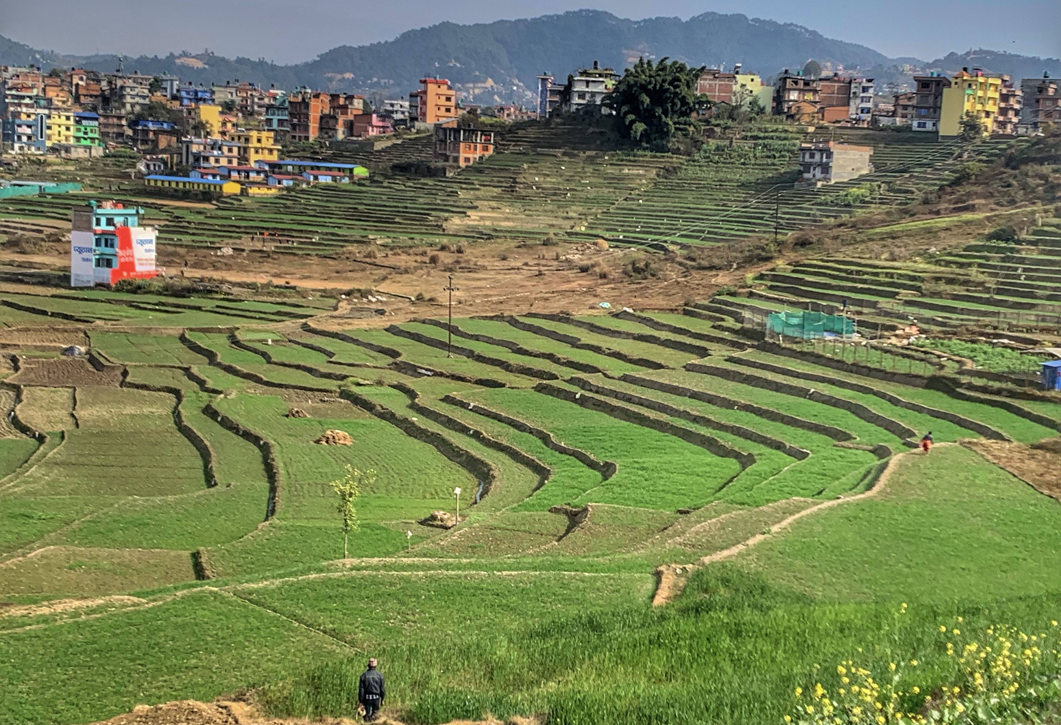 गहुँखेती