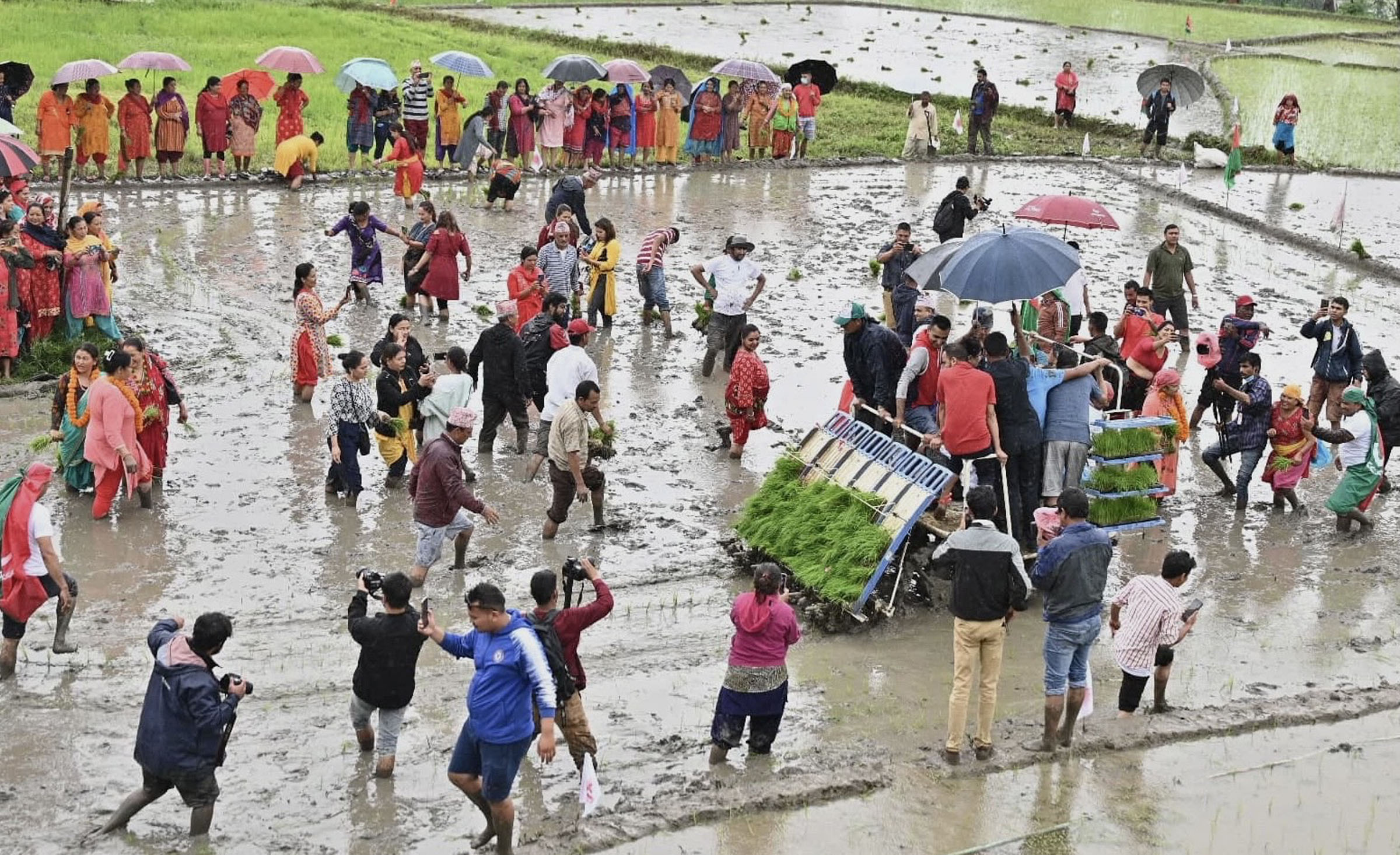 राष्ट्रिय धान दिवस