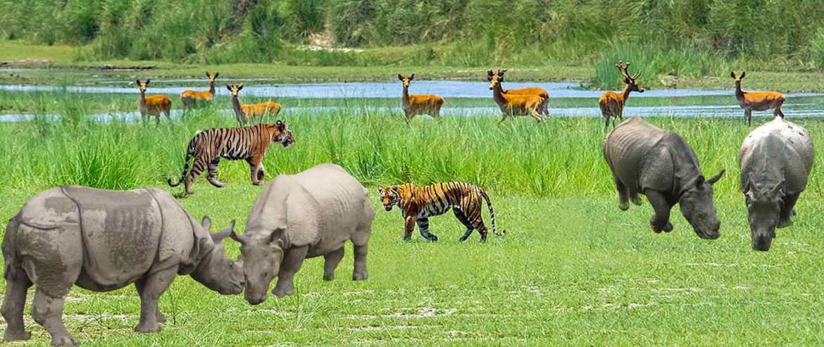 चितवन निकुञ्ज घुम्ने पर्यटकको संख्यामा कमी