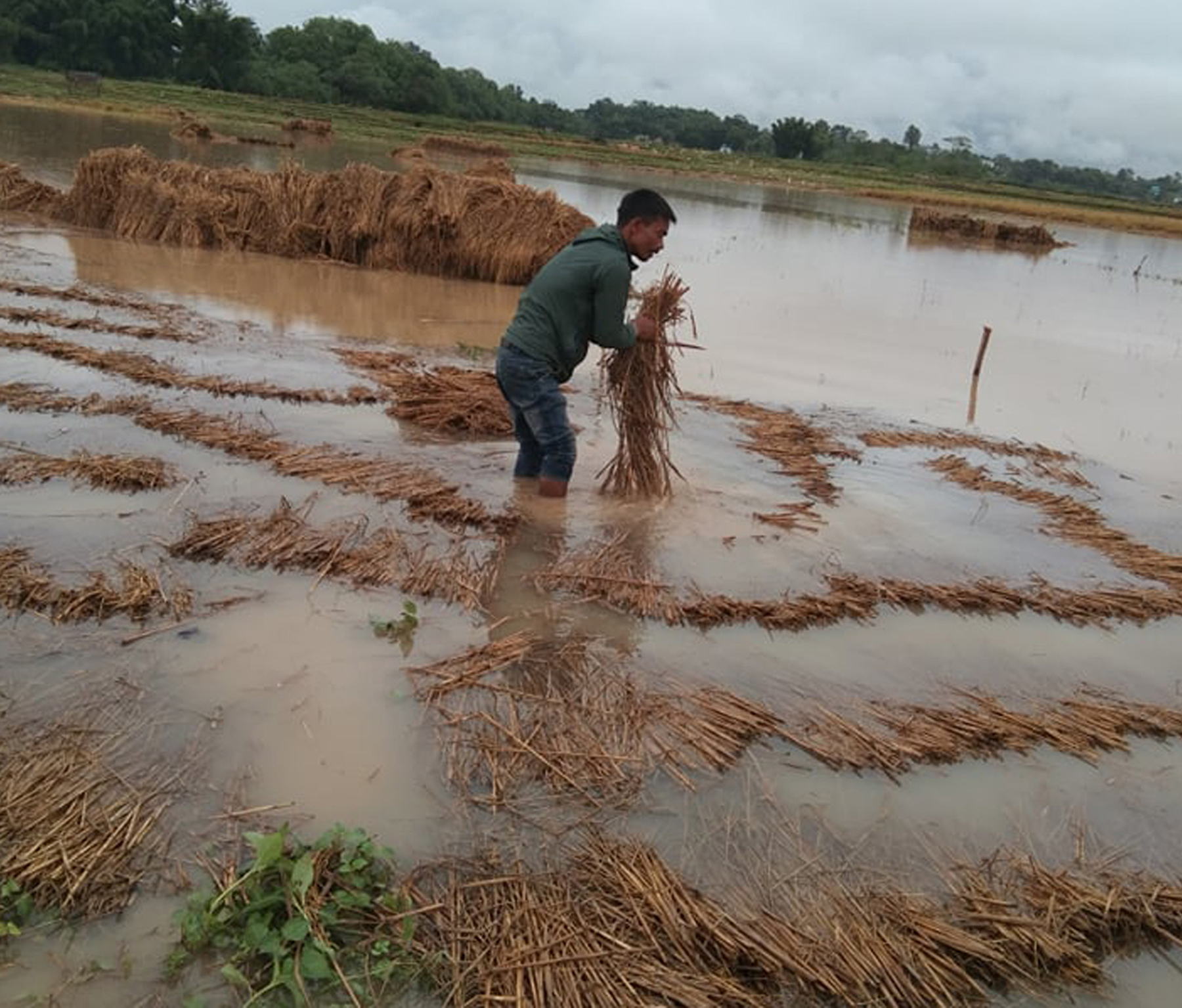 वर्षाले ठप्प भएको सिँचाइ आयोजना निर्माण गर्न १० करोड लाग्ने, बागमतीमा ३ करोड ८२ लाख बढिको धानबाली क्षति