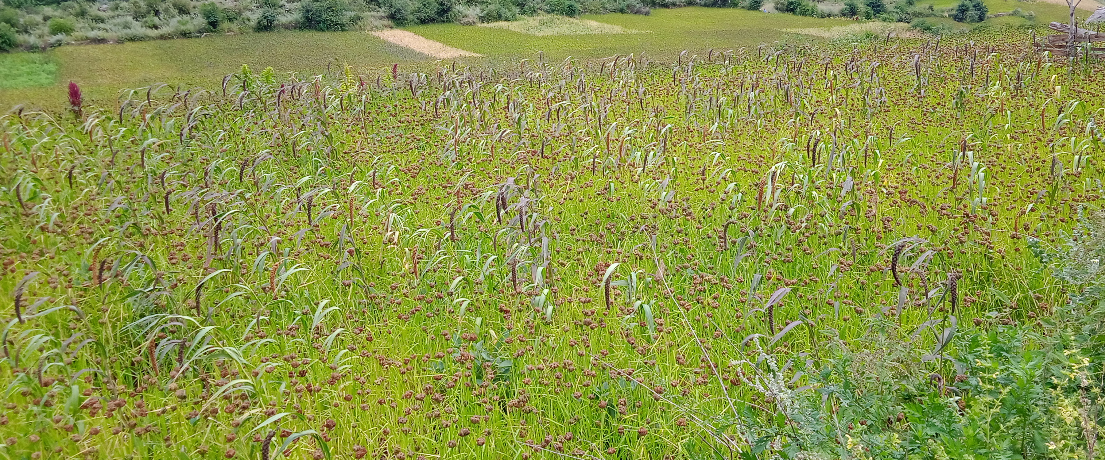 कोदोबाली