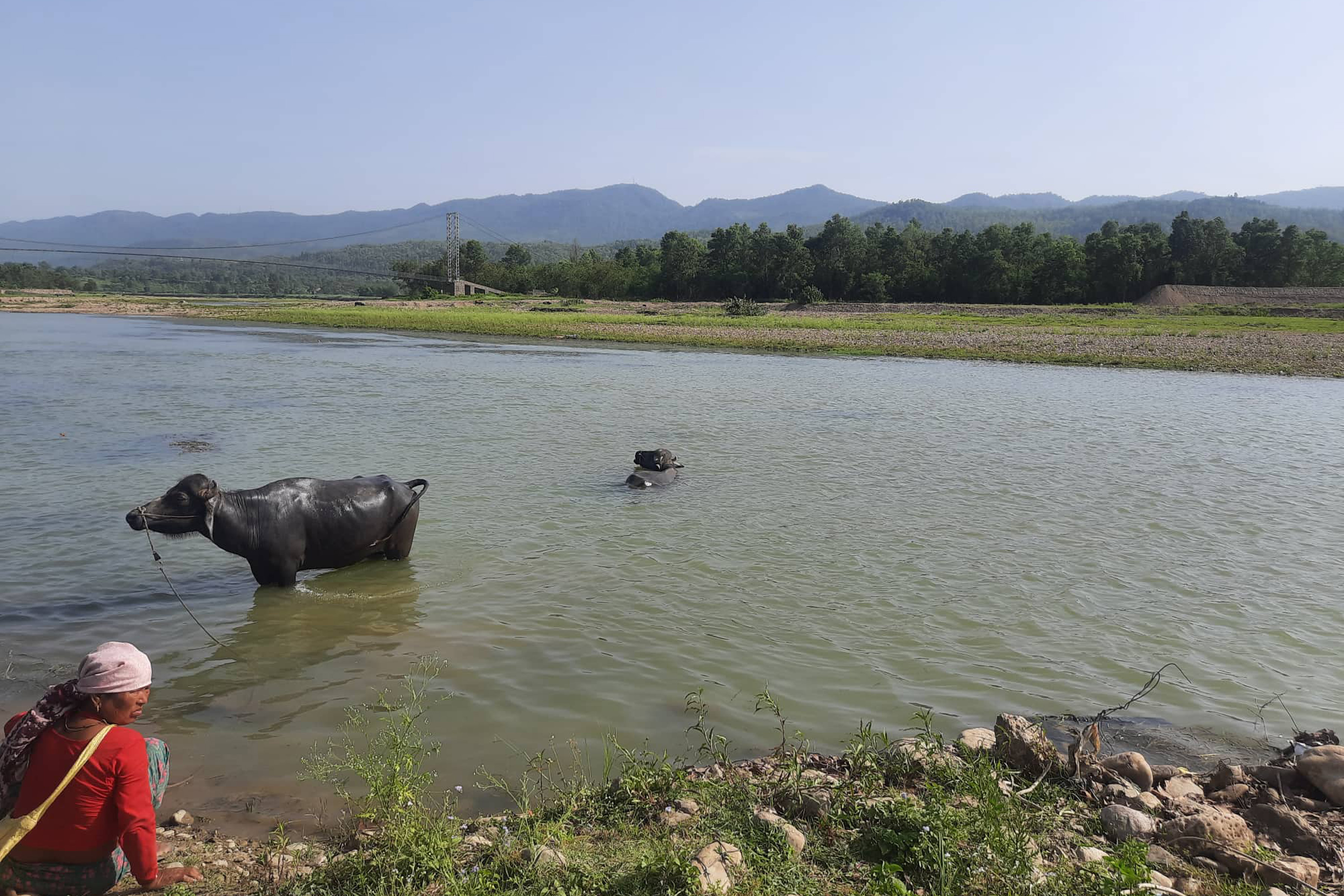 आहाल राख्न बबईमा लगिएका भैँसी