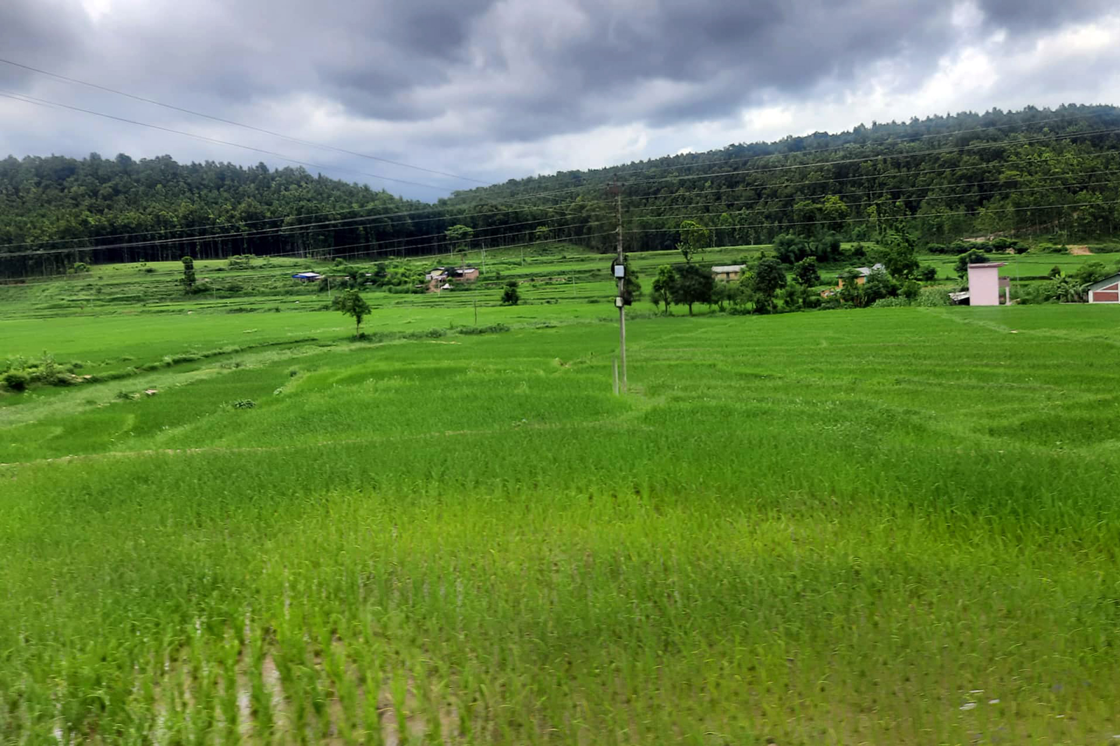 गहतेमा हरियाली धानखेत