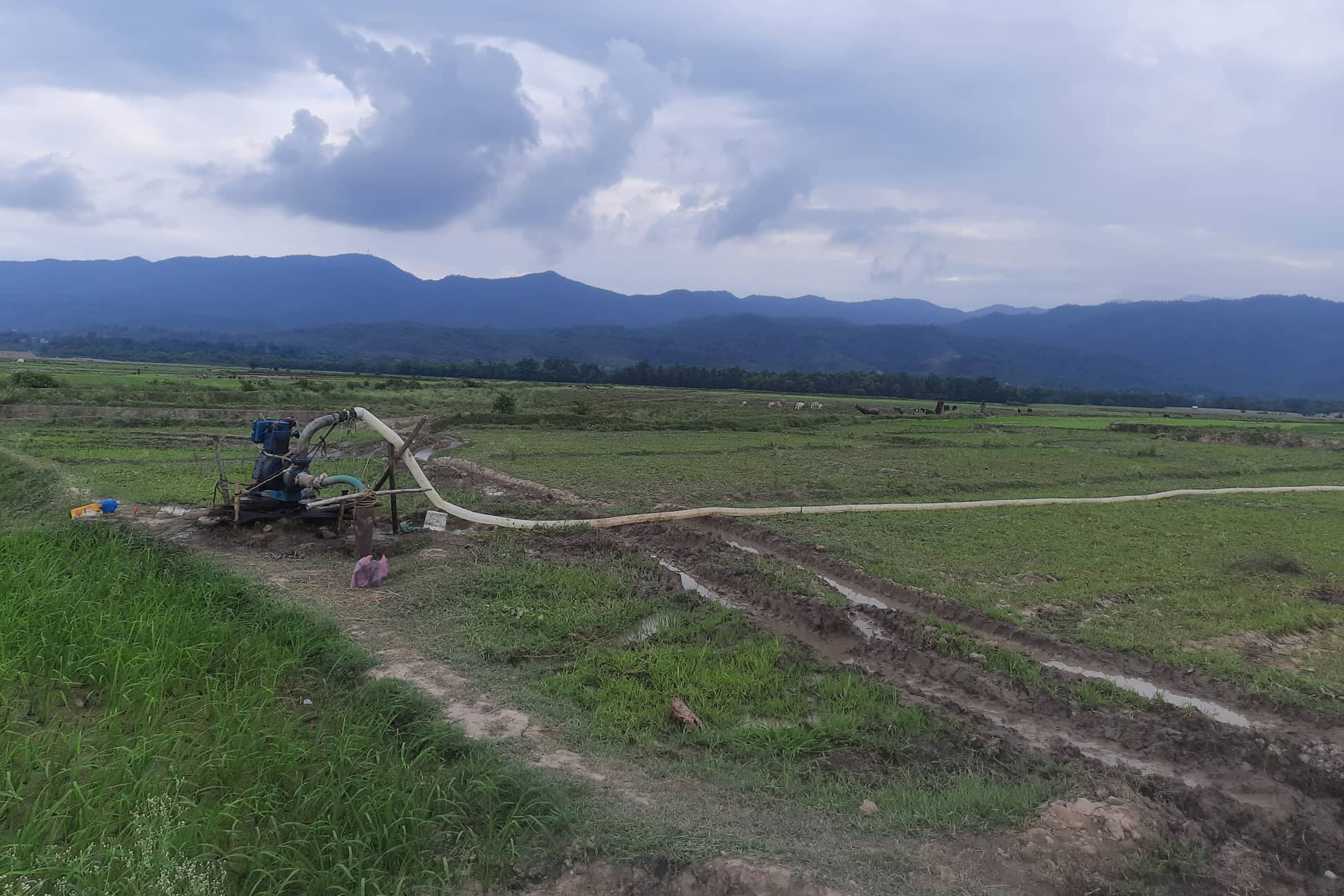 रोपाइँका लागि स्यालो ट्युवेलबाट पानी