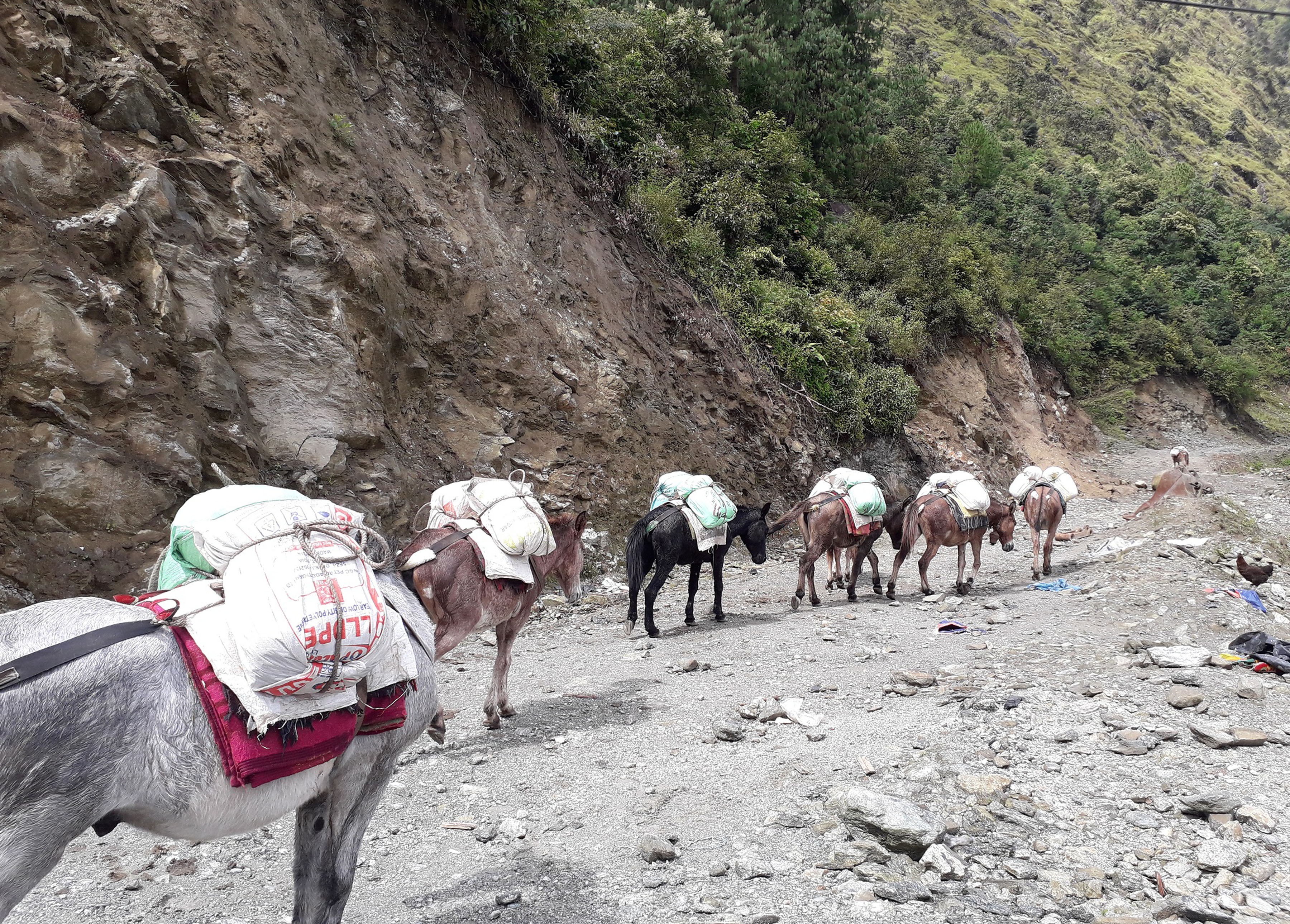 खच्चरमार्फत खाद्यान्न ढुवानी